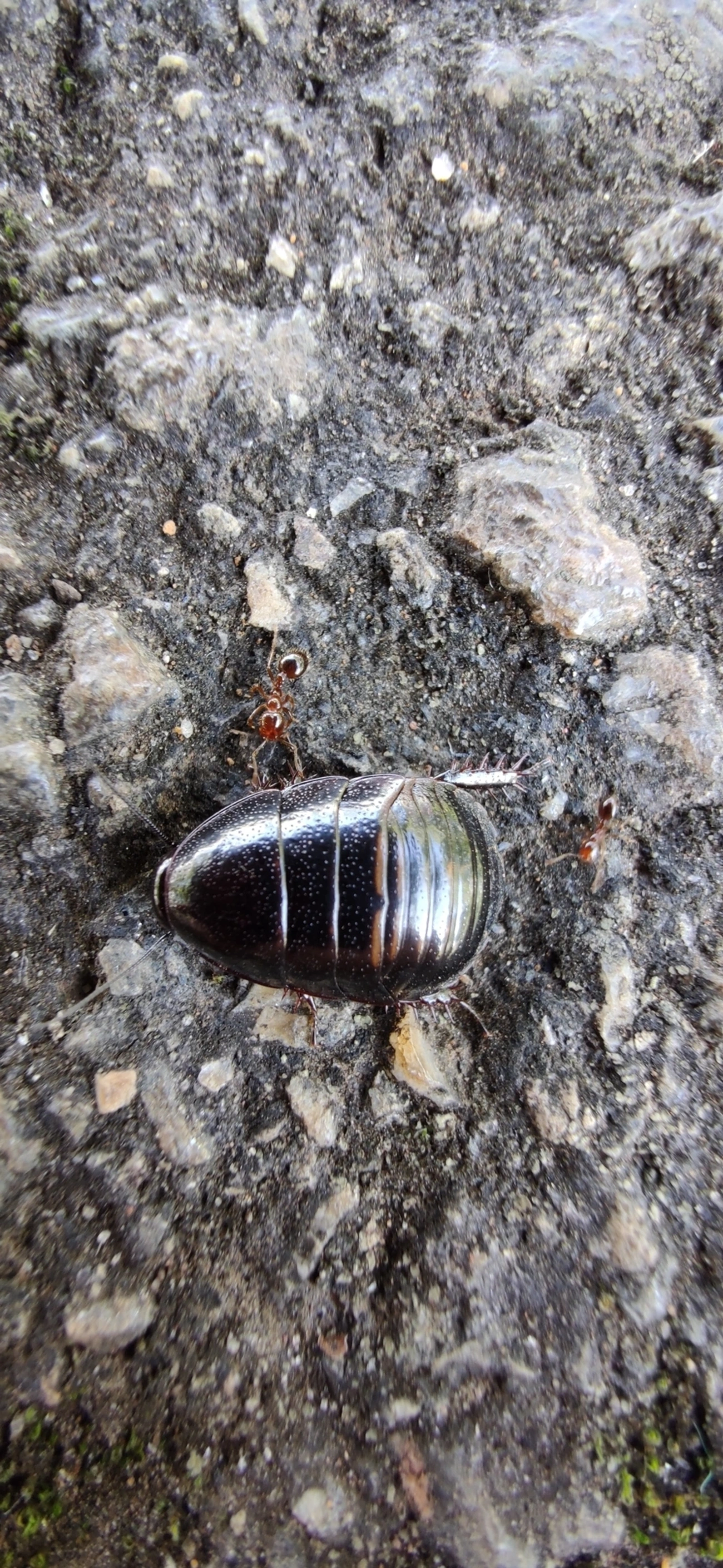 Barata-de-suriname (Pycnoscelus surinamensis), insetos, fotografado em Vila Santo Estevão, São Paulo