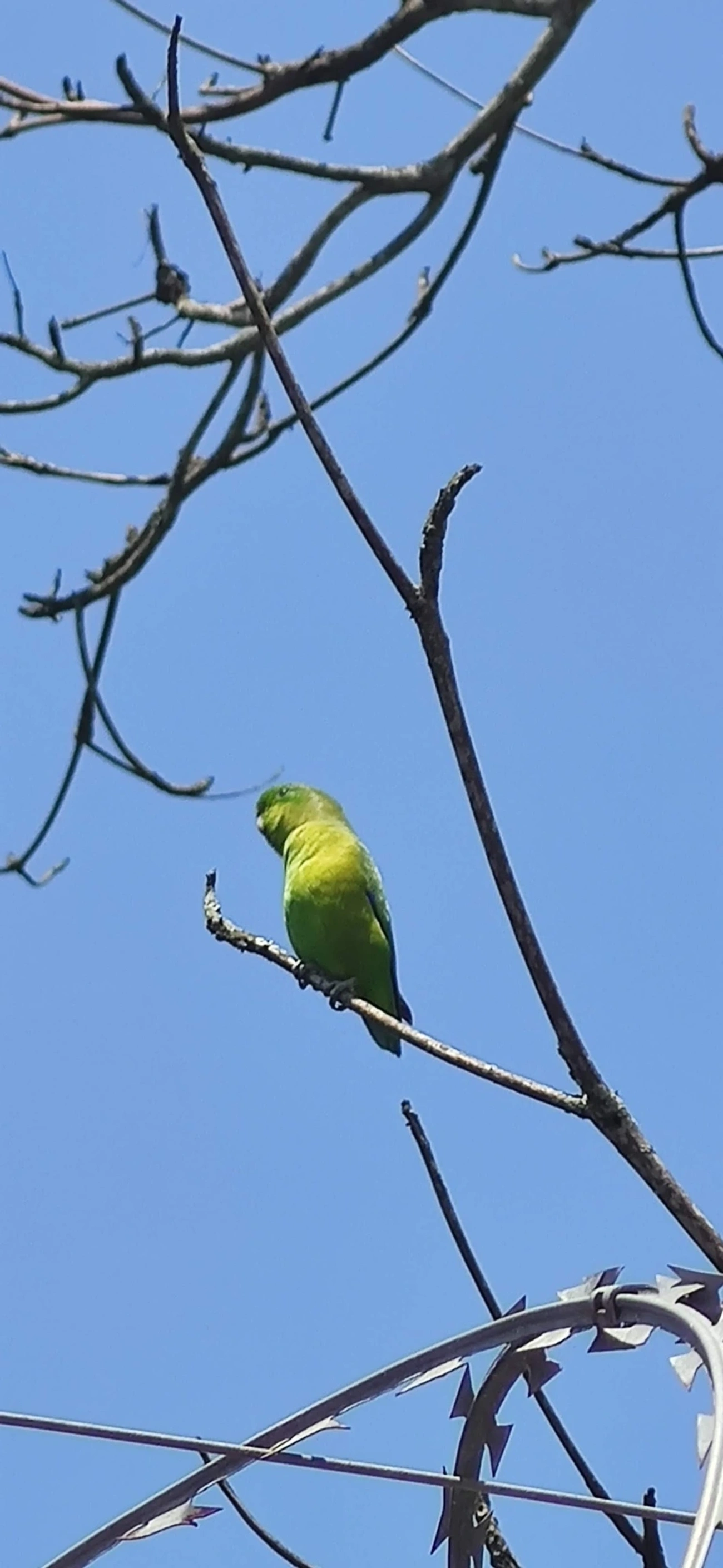 Tuim (Forpus xanthopterygius), aves, fotografado em Maresias, São Sebastião