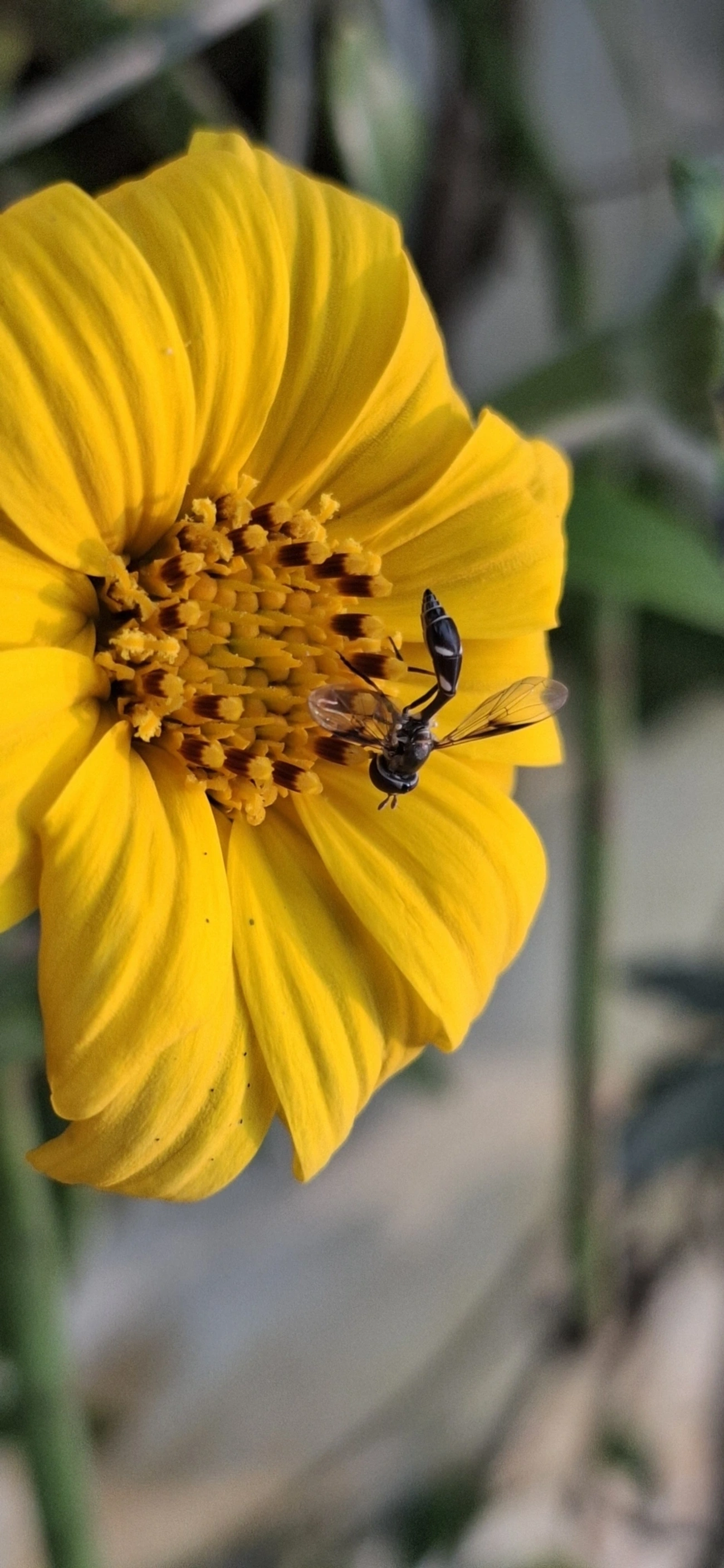 Dioprosopa, insetos, fotografado em Maresias, São Sebastião