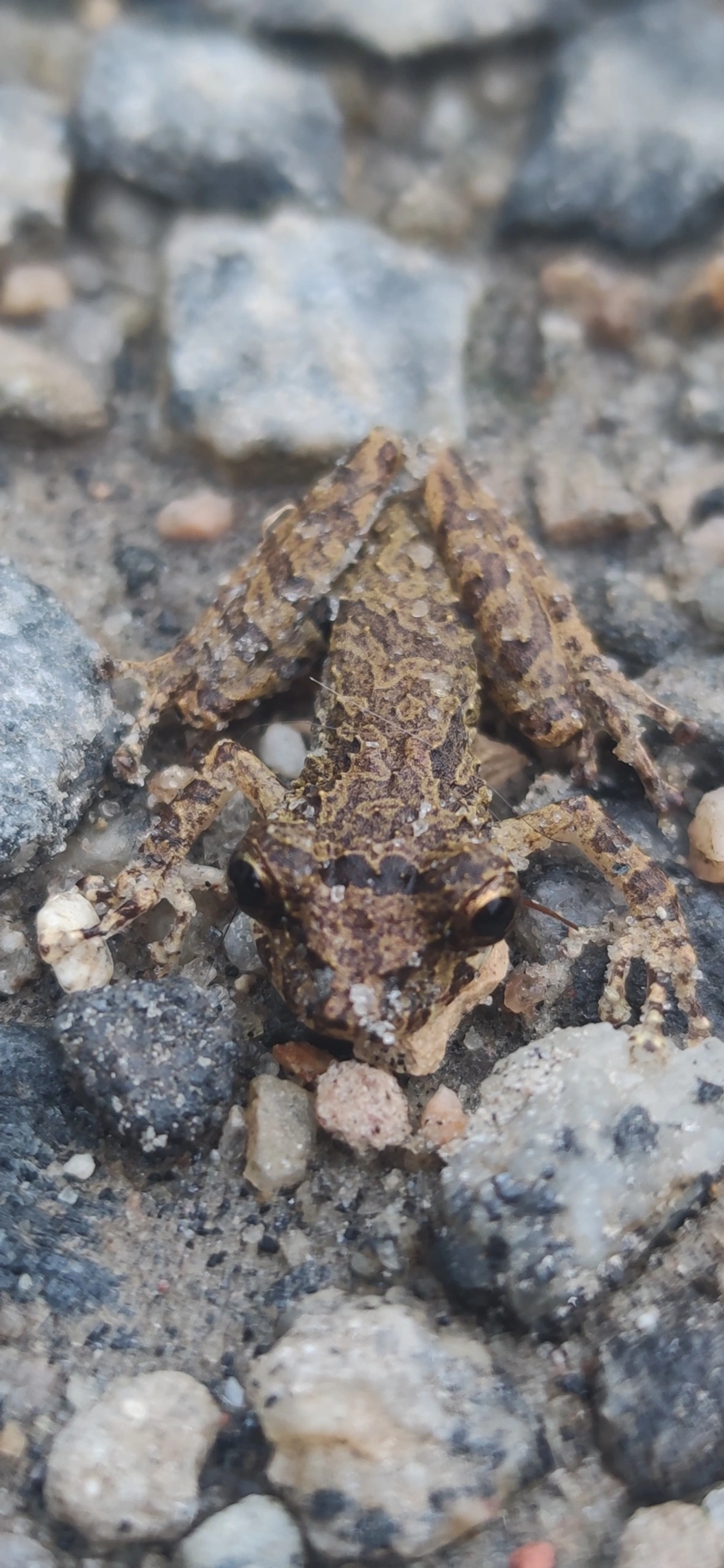 Perereca-do-litoral (Ololygon littoralis), anfíbios, fotografado em Maresias, São Sebastião