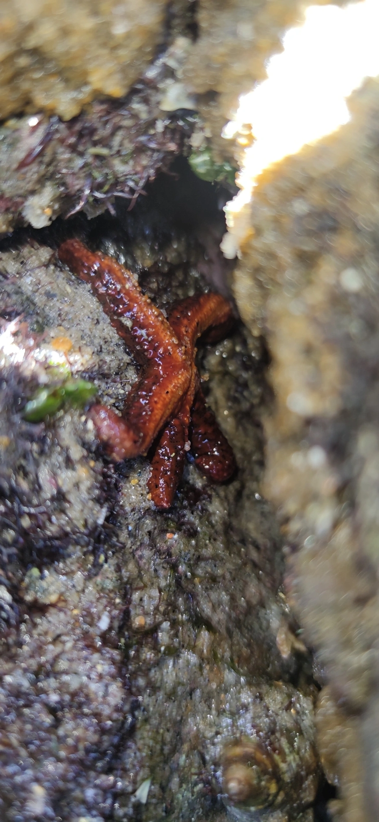 Estrela-vermelha-brasileira (Echinaster brasiliensis), equinodermos, fotografado em Maresias, São Sebastião