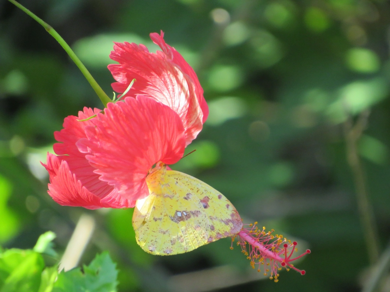 Borboleta-amarela (Phoebis argante), insetos, fotografado em Maresias, São Sebastião