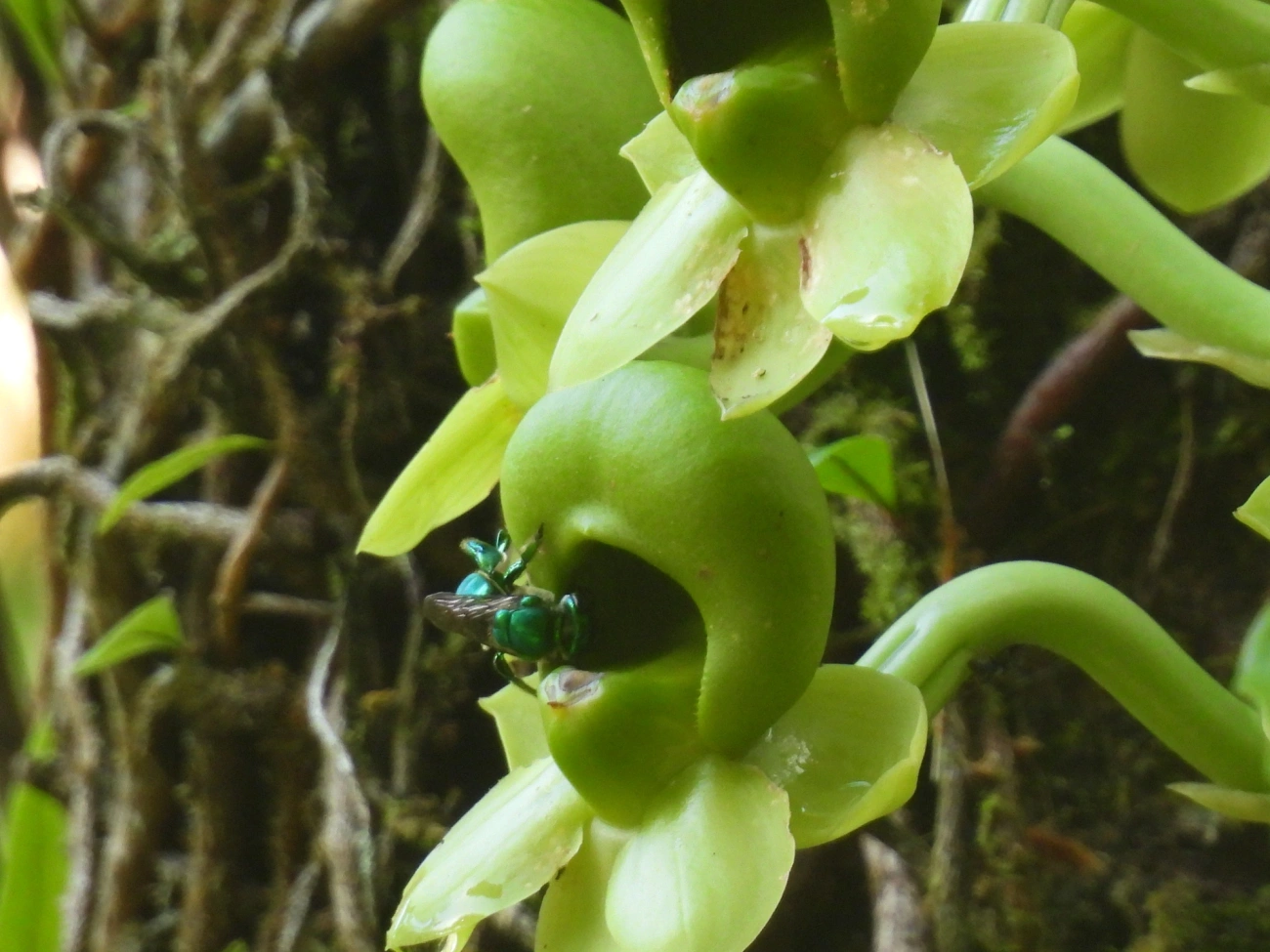 Euglossa, insetos, fotografado em Maresias, São Sebastião