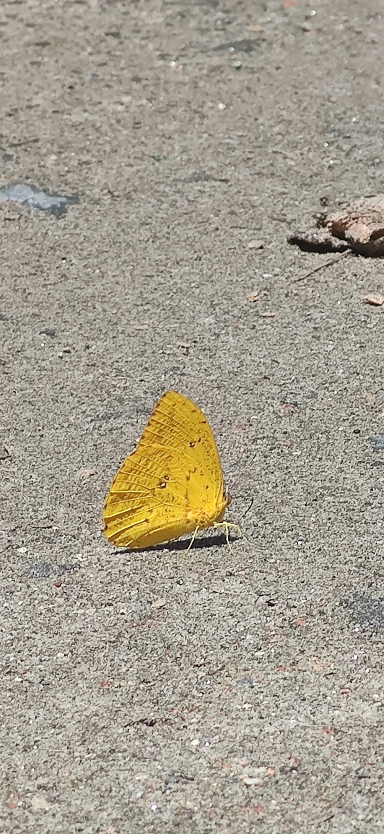 Borboleta-amarela (Phoebis argante), insetos, fotografado em Maresias, São Sebastião
