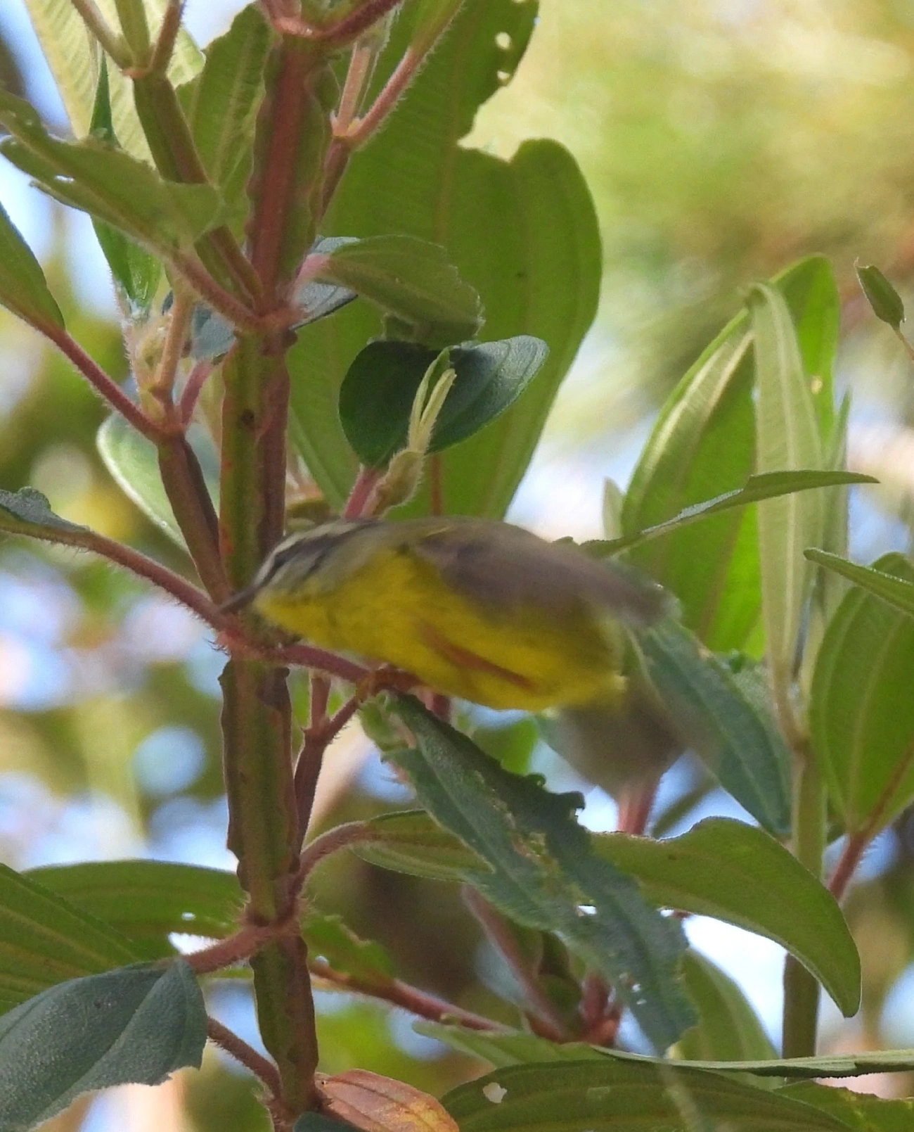 Pula-Pula (Basileuterus culicivorus), aves, fotografado em Serrinha do Alambari