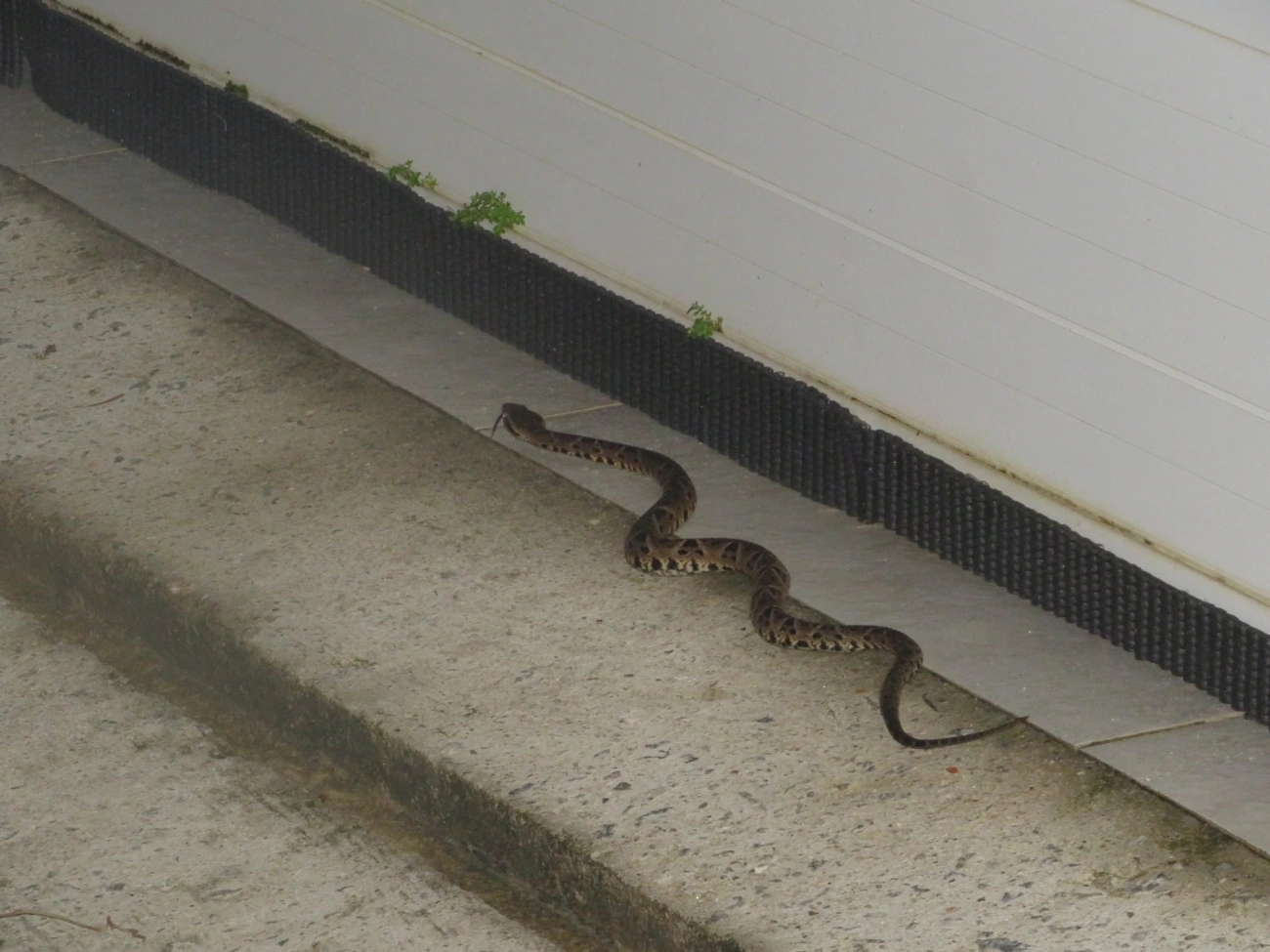 Jararacuçu (Bothrops jararacussu), répteis, fotografado em Maresias, São Sebastião