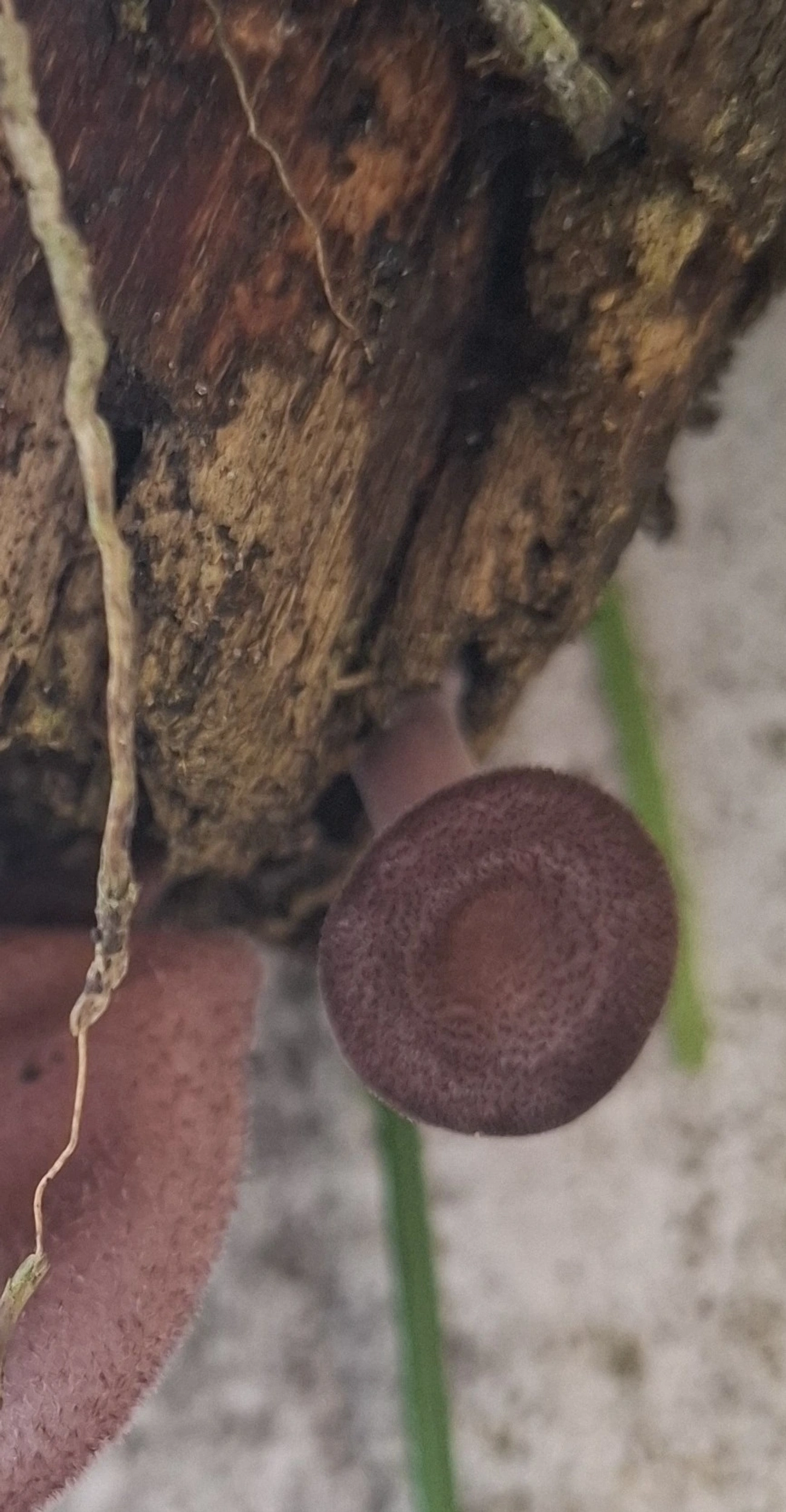 Panus strigellus, fungos, fotografado em Maresias, São Sebastião