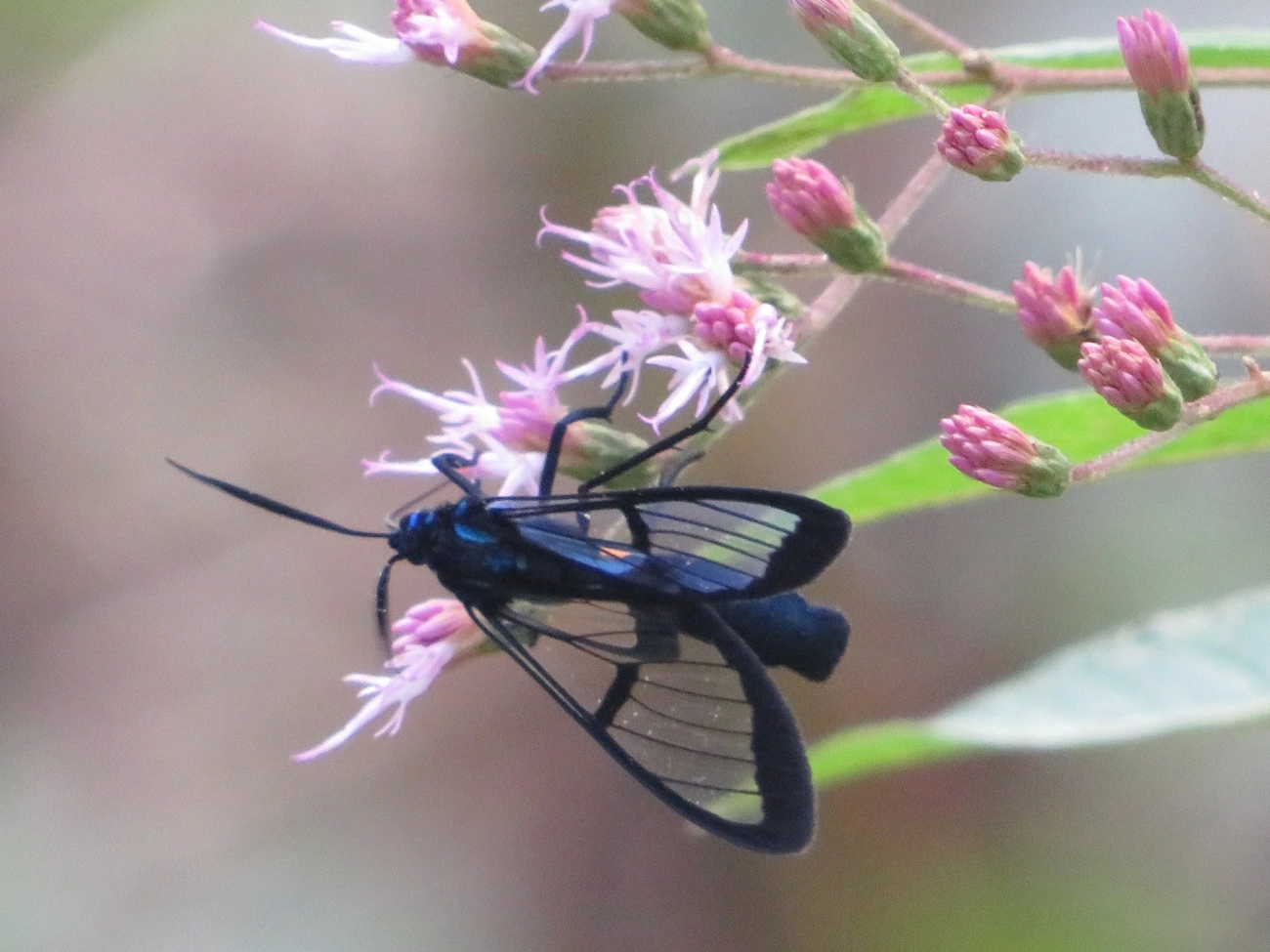 Pelluciditas dixanthia, insetos, fotografado em Maresias, São Sebastião