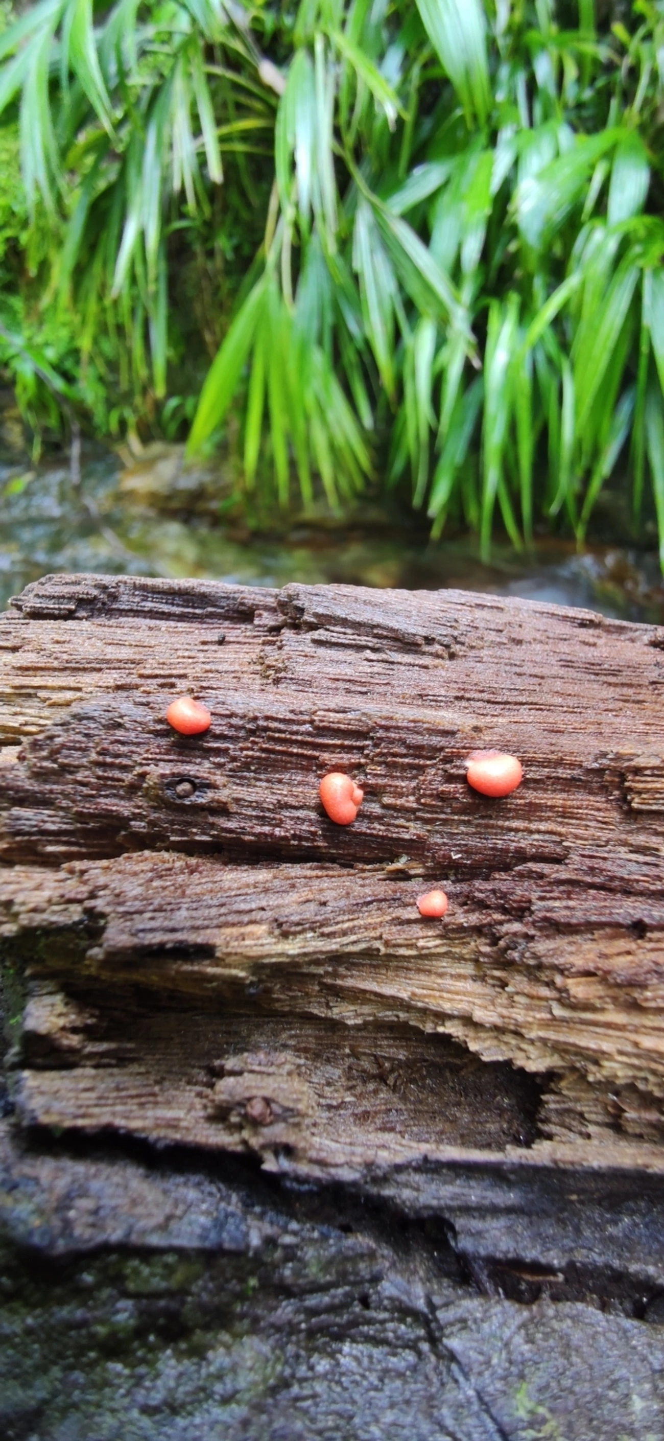 Lycogala, outros, fotografado em Maresias, São Sebastião