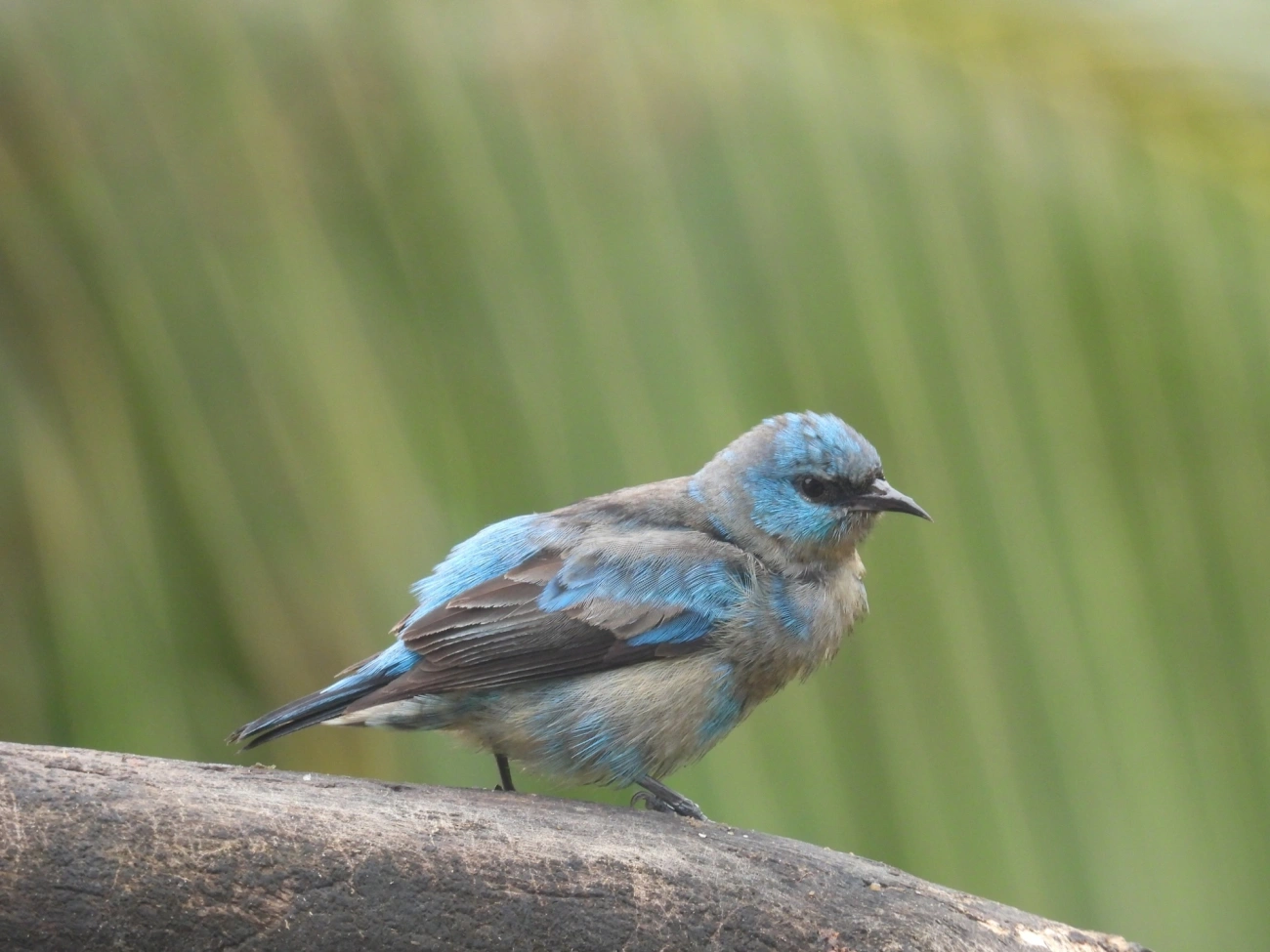 Saí-de-pernas-pretas (Dacnis nigripes), aves, fotografado em São Sebastião