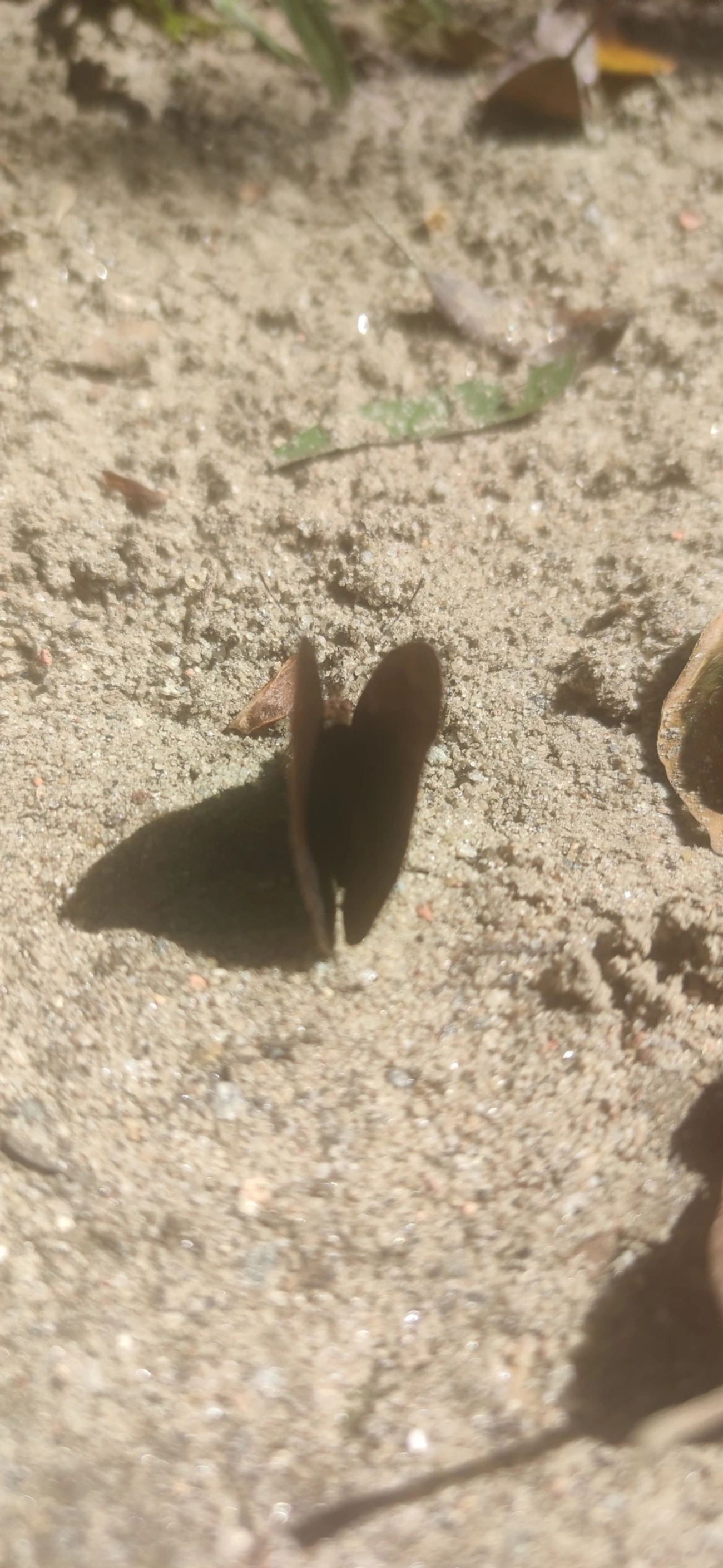 Monarcas (Nymphalidae), insetos, fotografado em Maresias, São Sebastião