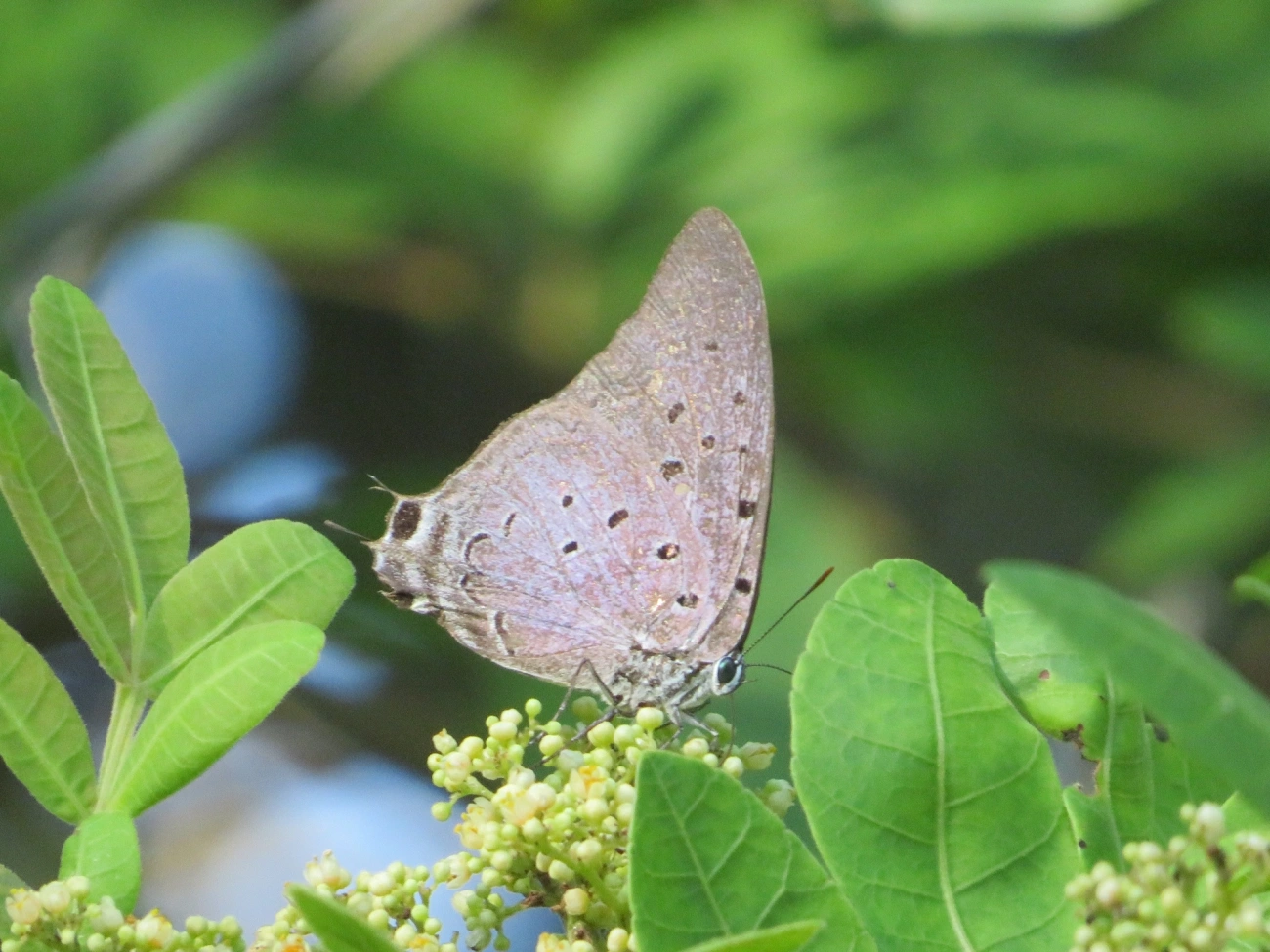 Borboleta-rainha-de-seda-azul (Pseudolycaena marsyas), insetos, fotografado em Maresias, São Sebastião