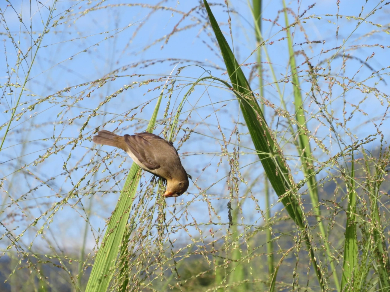 Coleirinho (Sporophila caerulescens), aves, fotografado em Maresias, São Sebastião