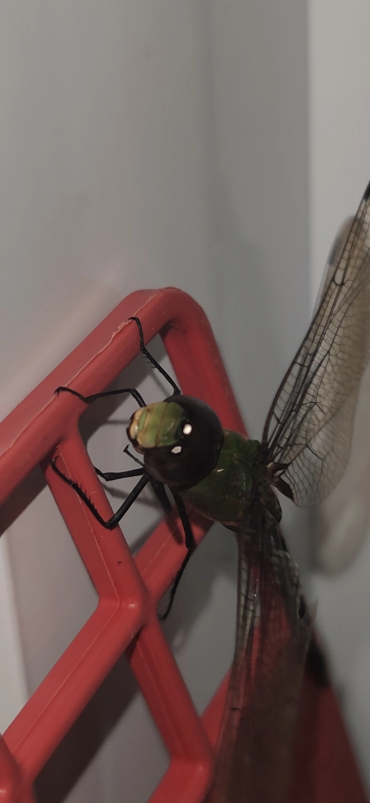 Anax amazili, insetos, fotografado em Maresias, São Sebastião