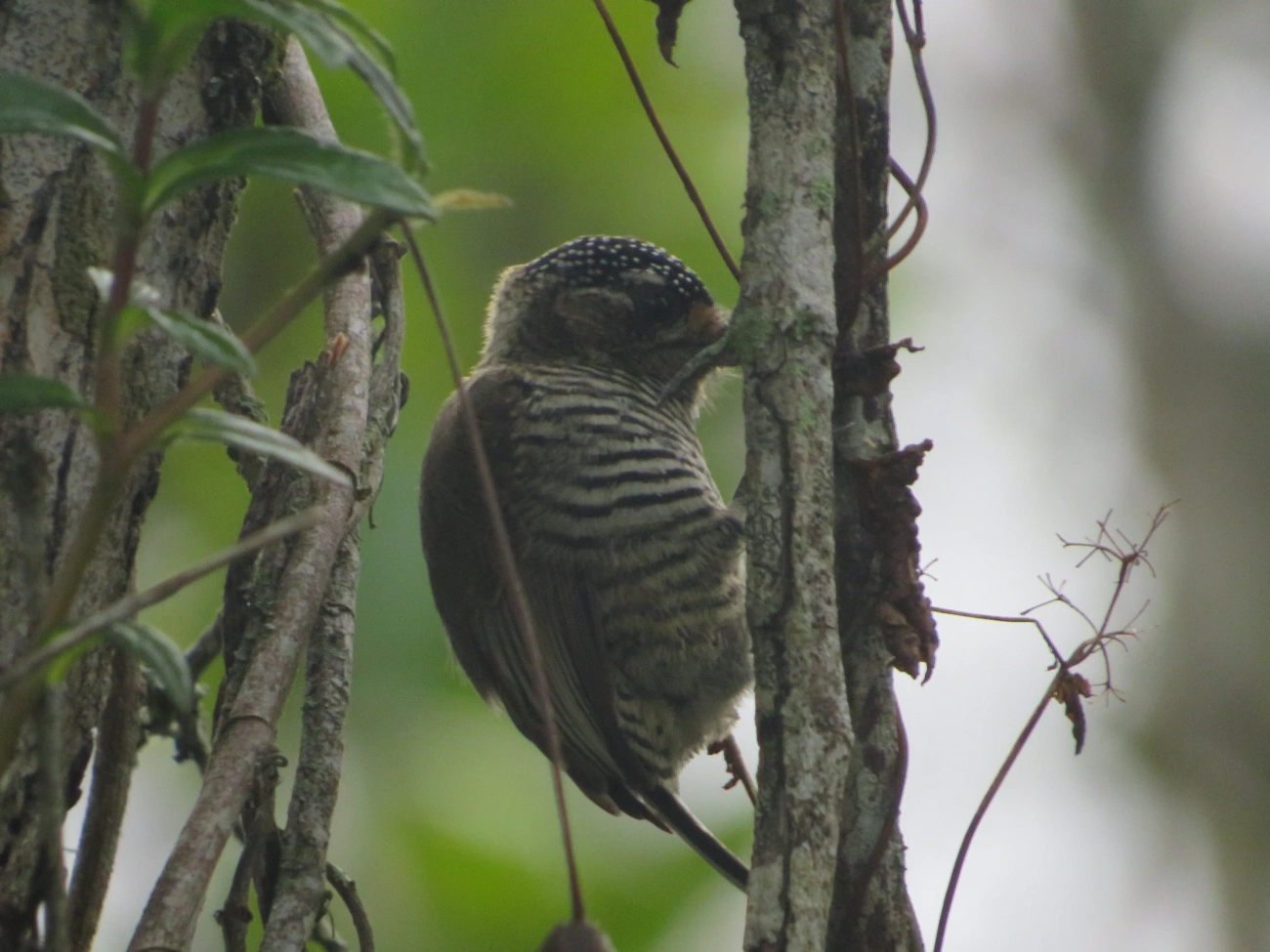 Pica-pau-anão-barrado (Picumnus cirratus), aves, fotografado em Maresias, São Sebastião