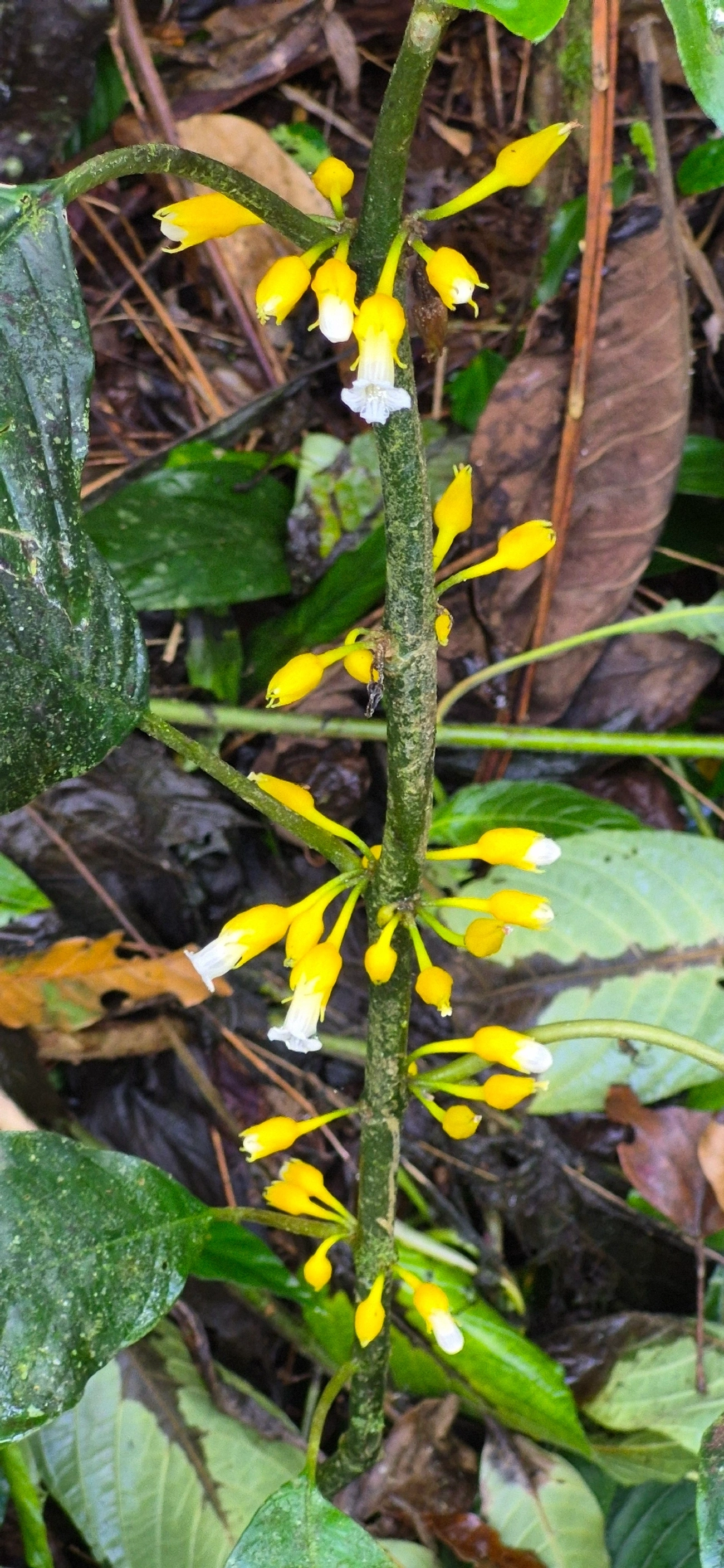 Amarelinha-bicudinha-da-mata (Besleria longimucronata), plantas, fotografado em Camburí, São Sebastião