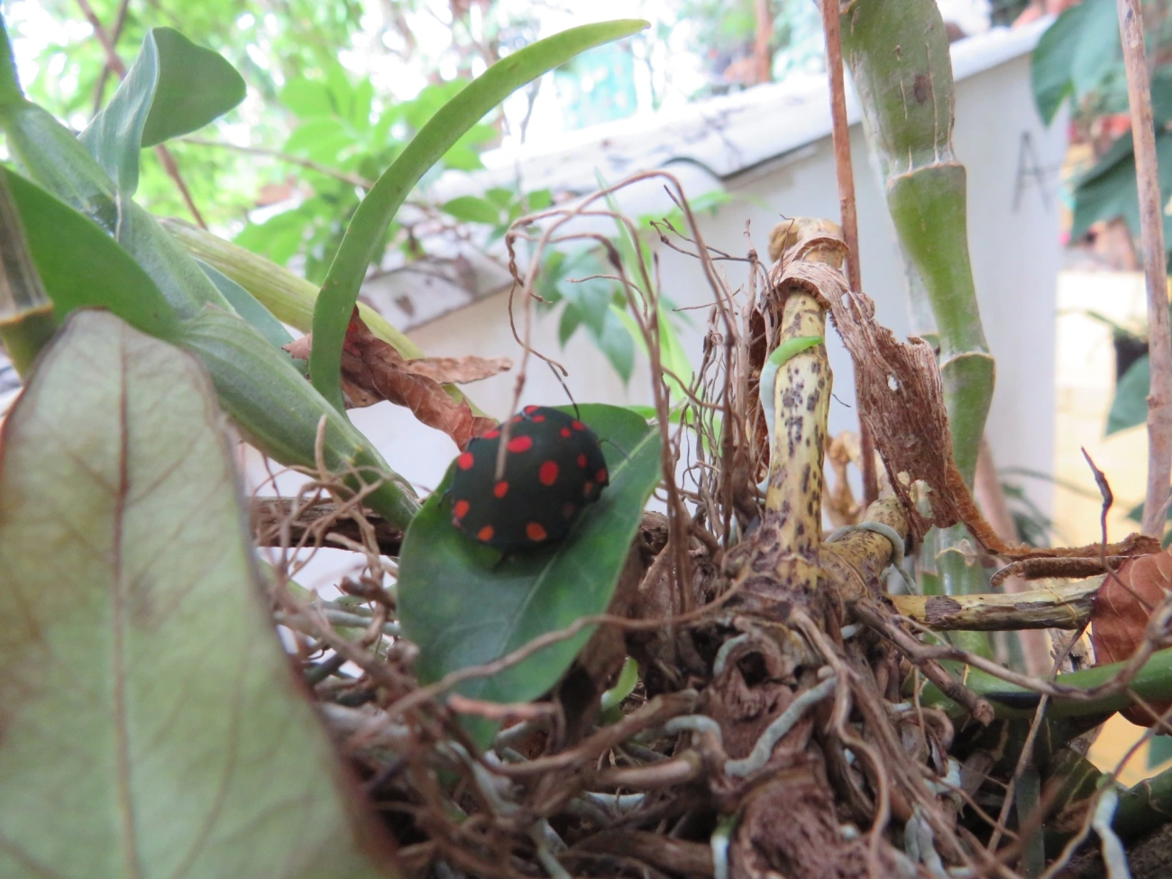 Percevejo-do-Pinhão-Manso (Pachycoris torridus), insetos, fotografado em São Paulo