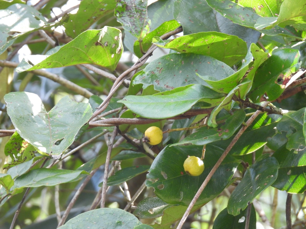 Guabiroba (Campomanesia xanthocarpa), plantas, fotografado em Maresias, São Sebastião