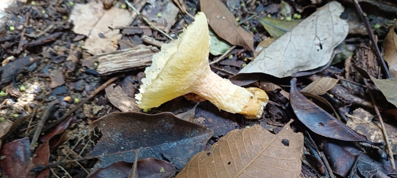 Abrachium floriforme, fungos, fotografado em Maresias, São Sebastião