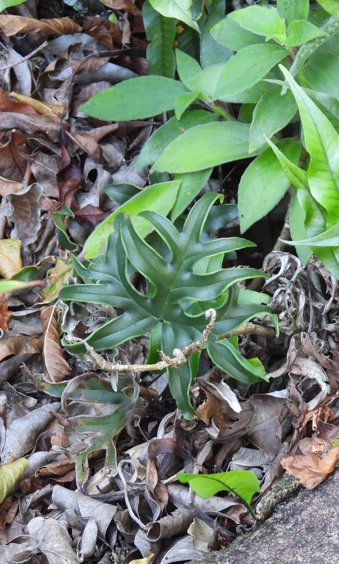 Doryopteris collina, plantas, fotografado em Jabaquara, Ilhabela