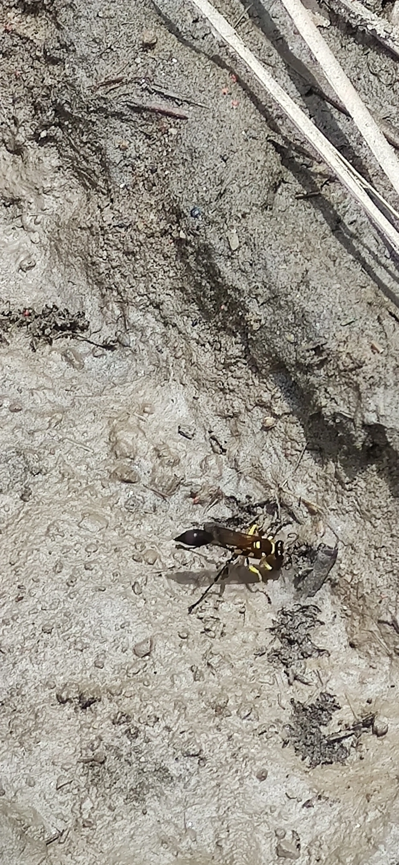 Vespa-de-barro (Sceliphron asiaticum), insetos, fotografado em Maresias, São Sebastião