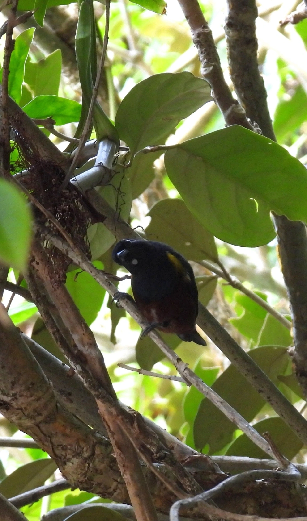 Ferro-velho (Euphonia pectoralis), aves, fotografado em Maresias, São Sebastião