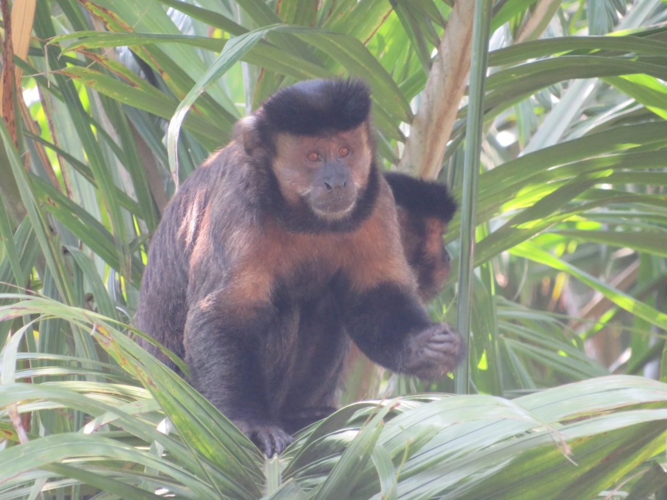 Macaco-prego-preto (Sapajus nigritus), mamíferos, fotografado em São Sebastião