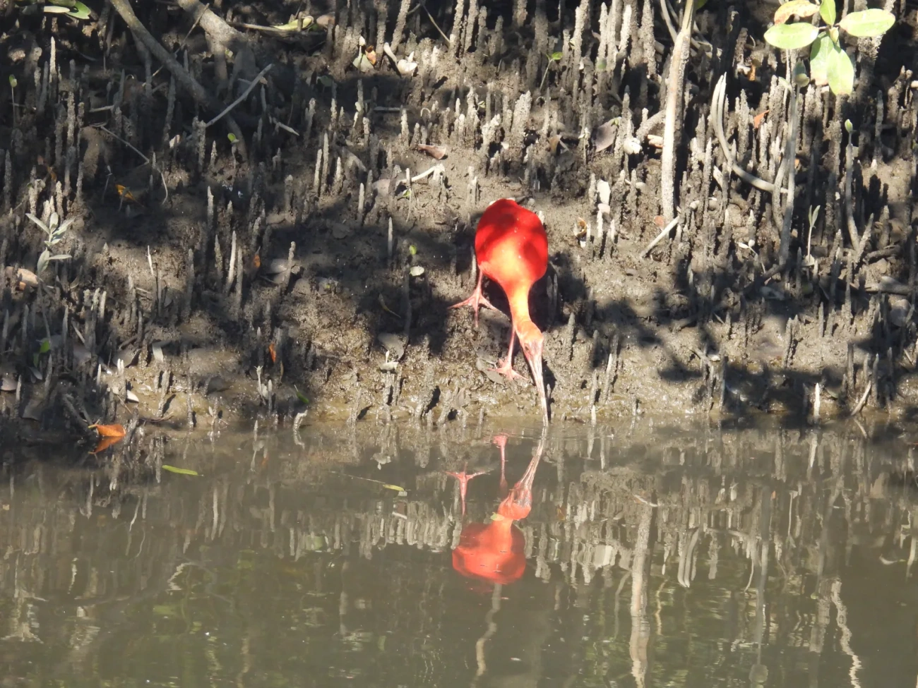 Guará (Eudocimus ruber), aves, fotografado em Cananéia