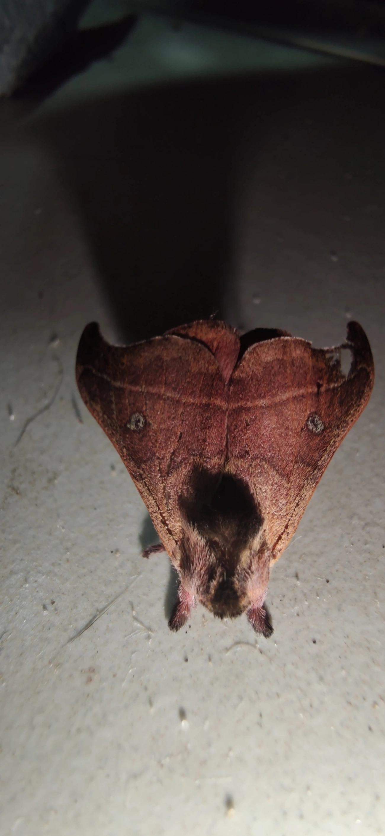 Hylesia nanus, insetos, fotografado em Maresias, São Sebastião