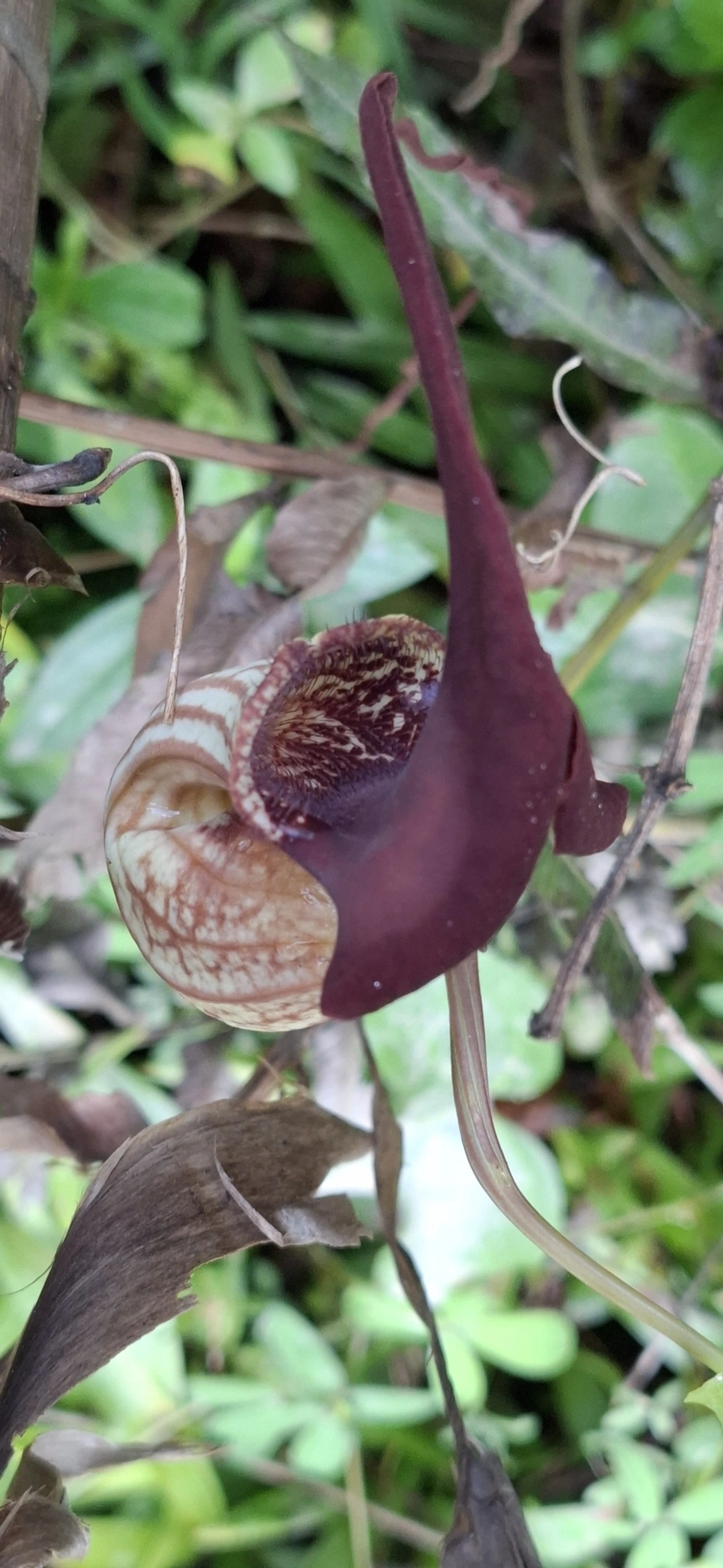 Aristolochia, plantas, fotografado em Maresias, São Sebastião