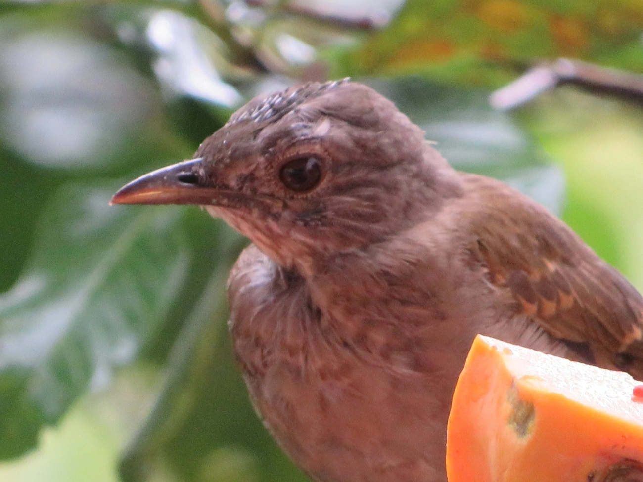 Sabiá-barranco (Turdus leucomelas), aves, fotografado em Maresias, São Sebastião