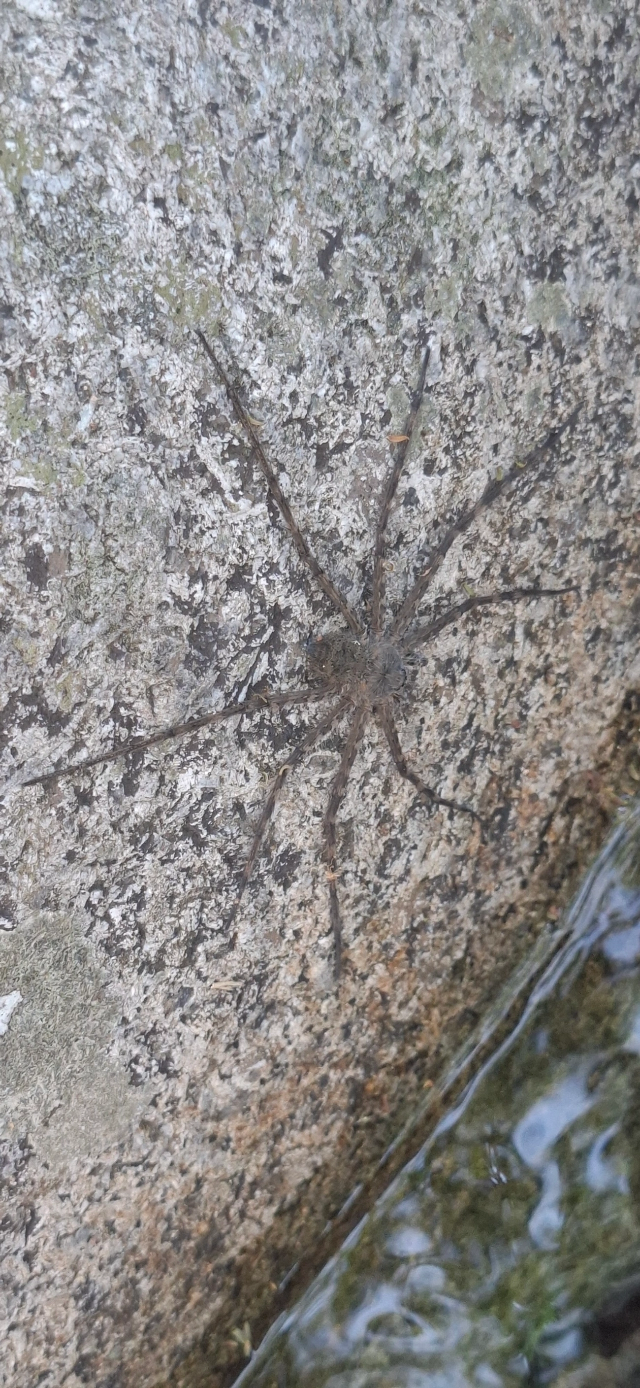 Trechalea, aracnídeos, fotografado em Queluz