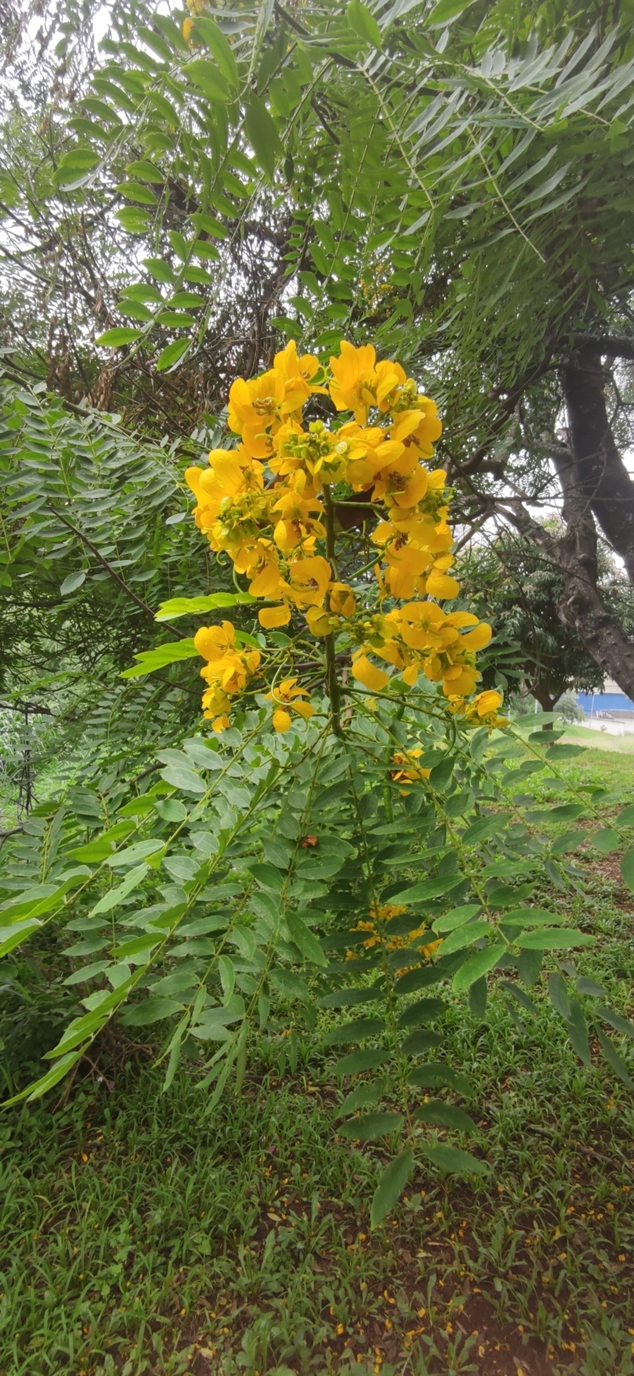 Cássia-do-nordeste (Senna spectabilis), plantas, fotografado em R. Acurui, São Paulo