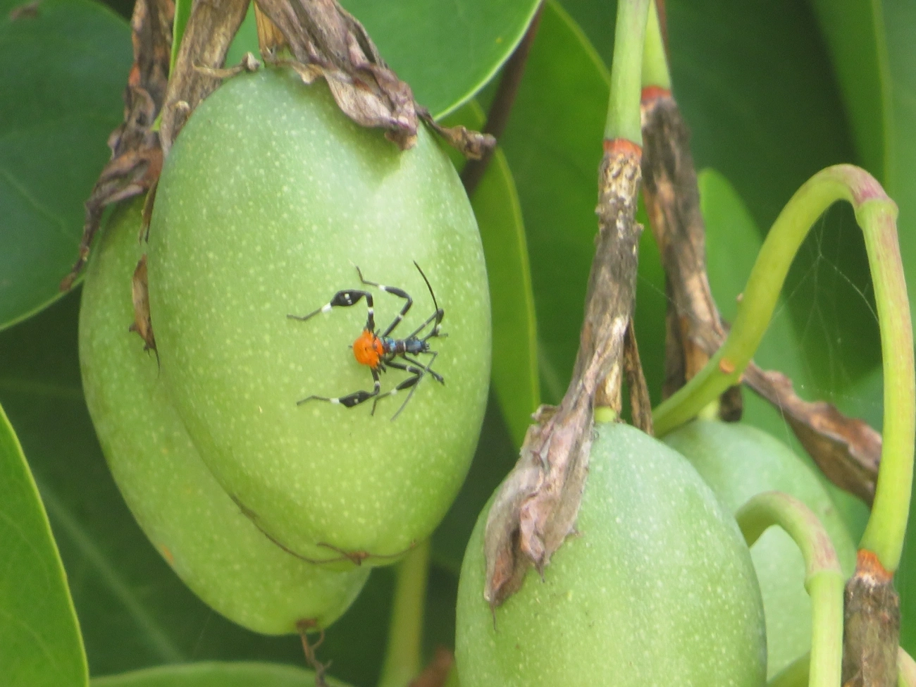 Percevejo-do-maracujá (Diactor bilineatus), insetos, fotografado em Maresias, São Sebastião