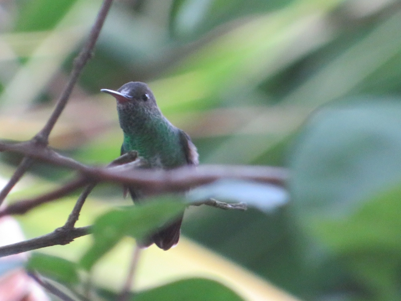 Beija-flor-de-garganta-verde (Chionomesa fimbriata), aves, fotografado em Maresias, São Sebastião