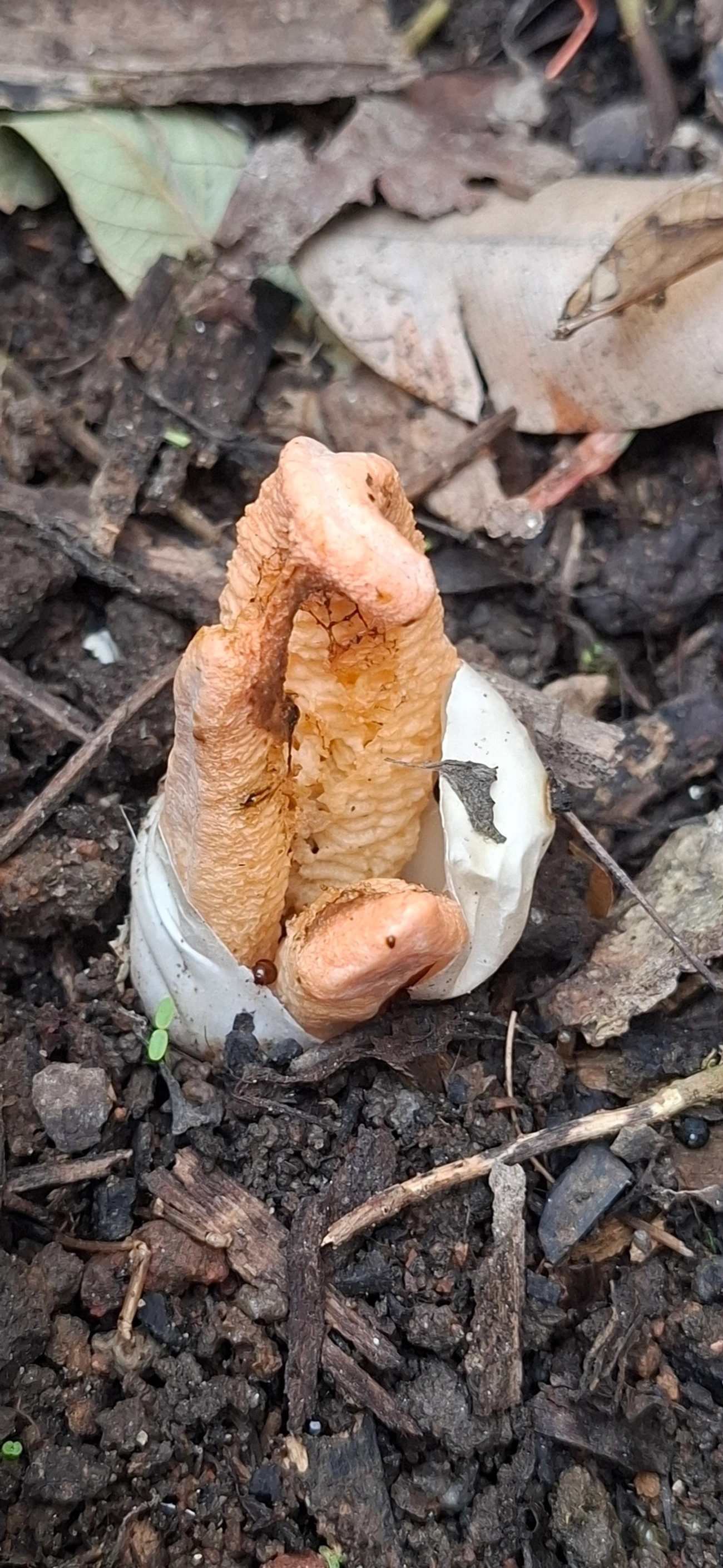 Cogumelo-fedorento-colunar (Clathrus columnatus), fungos, fotografado em Maresias, São Sebastião