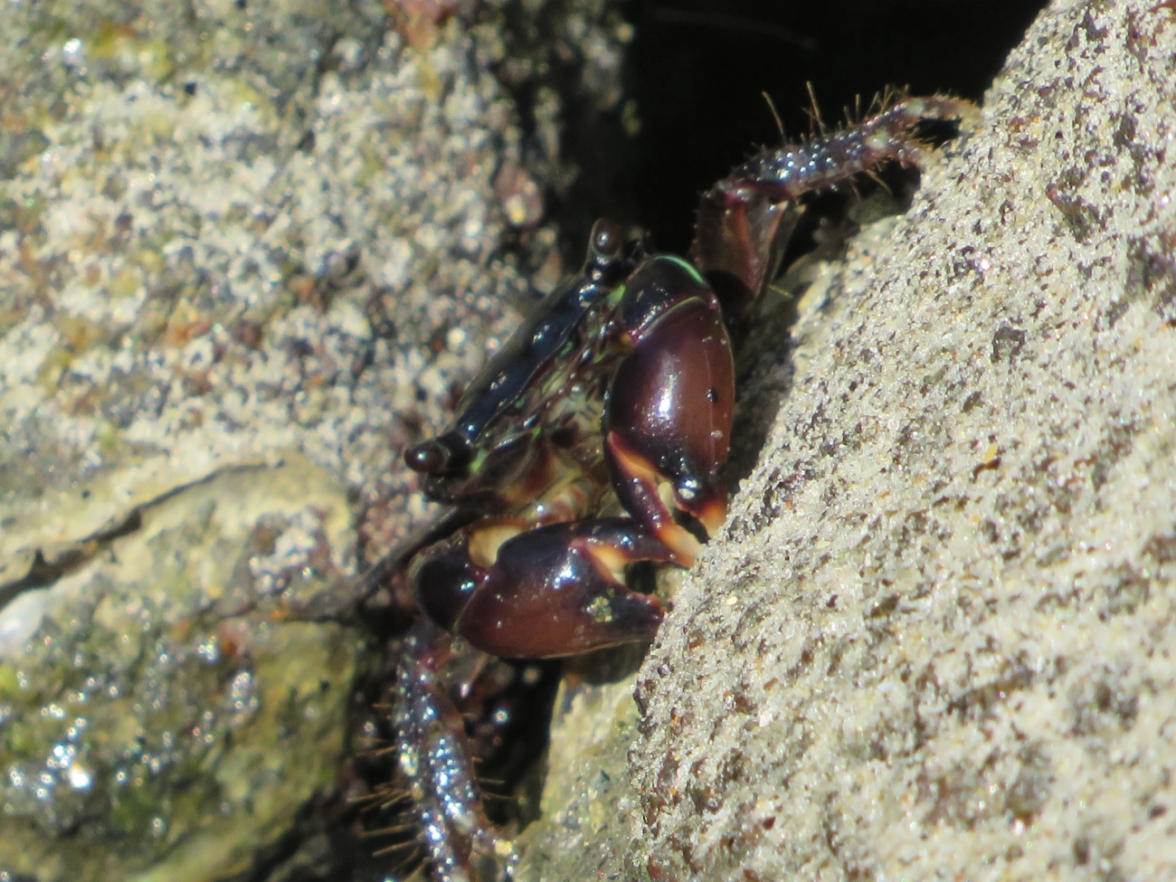 Caranguejo-verde (Pachygrapsus transversus), crustáceos, fotografado em Maresias, São Sebastião