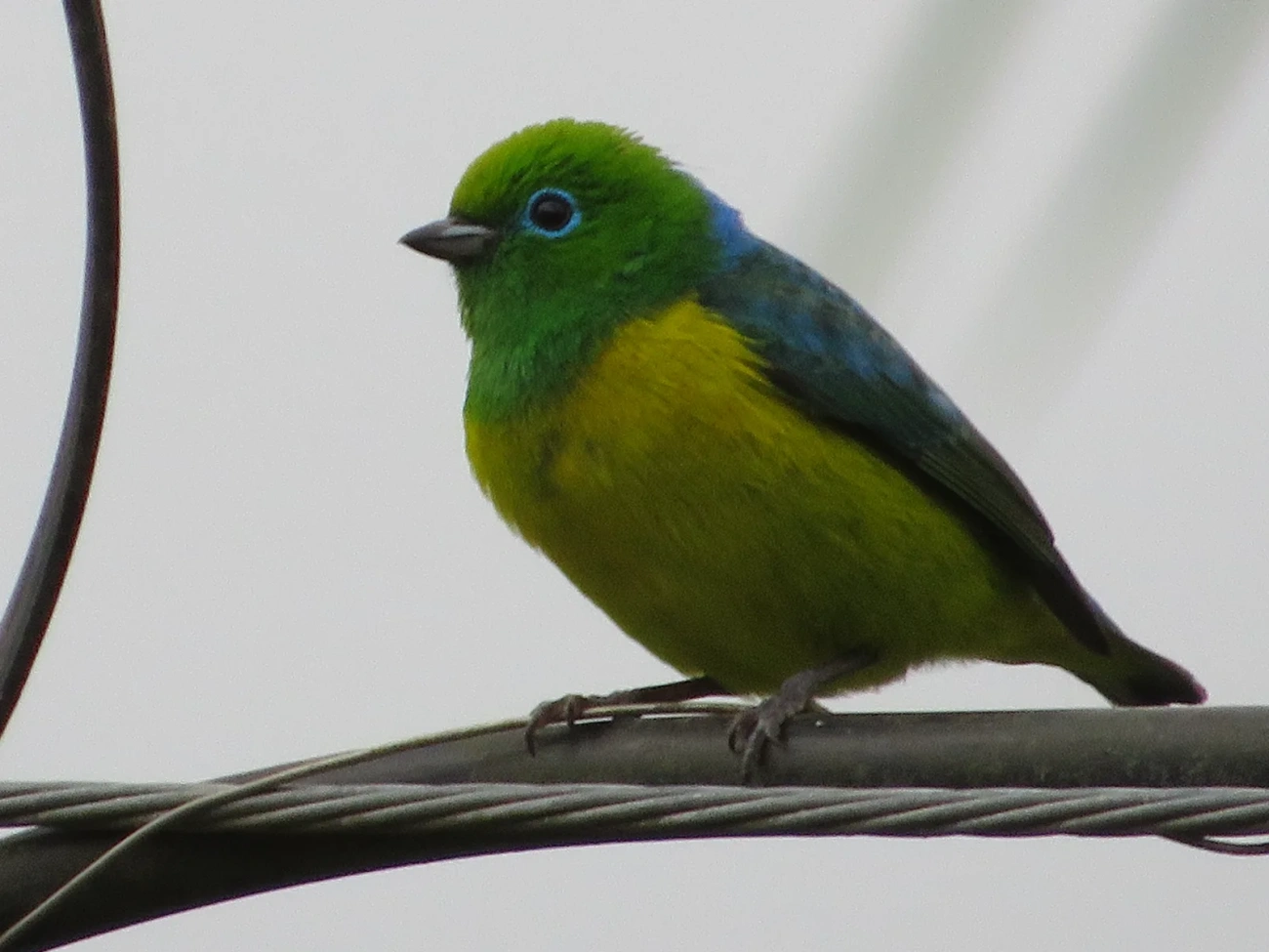 Gaturamo-bandeira (Chlorophonia cyanea), aves, fotografado em Maresias, São Sebastião