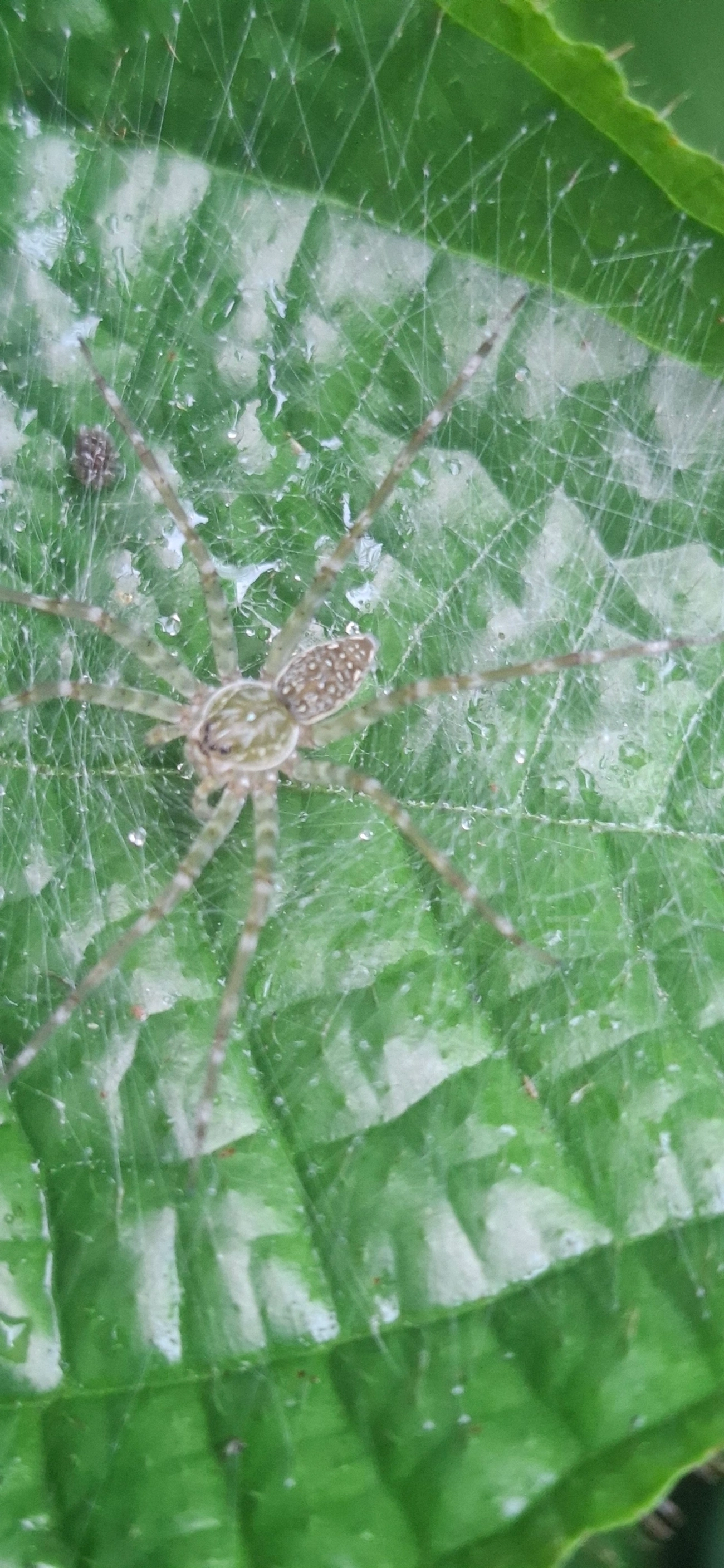 Thaumasia, aracnídeos, fotografado em Maresias, São Sebastião