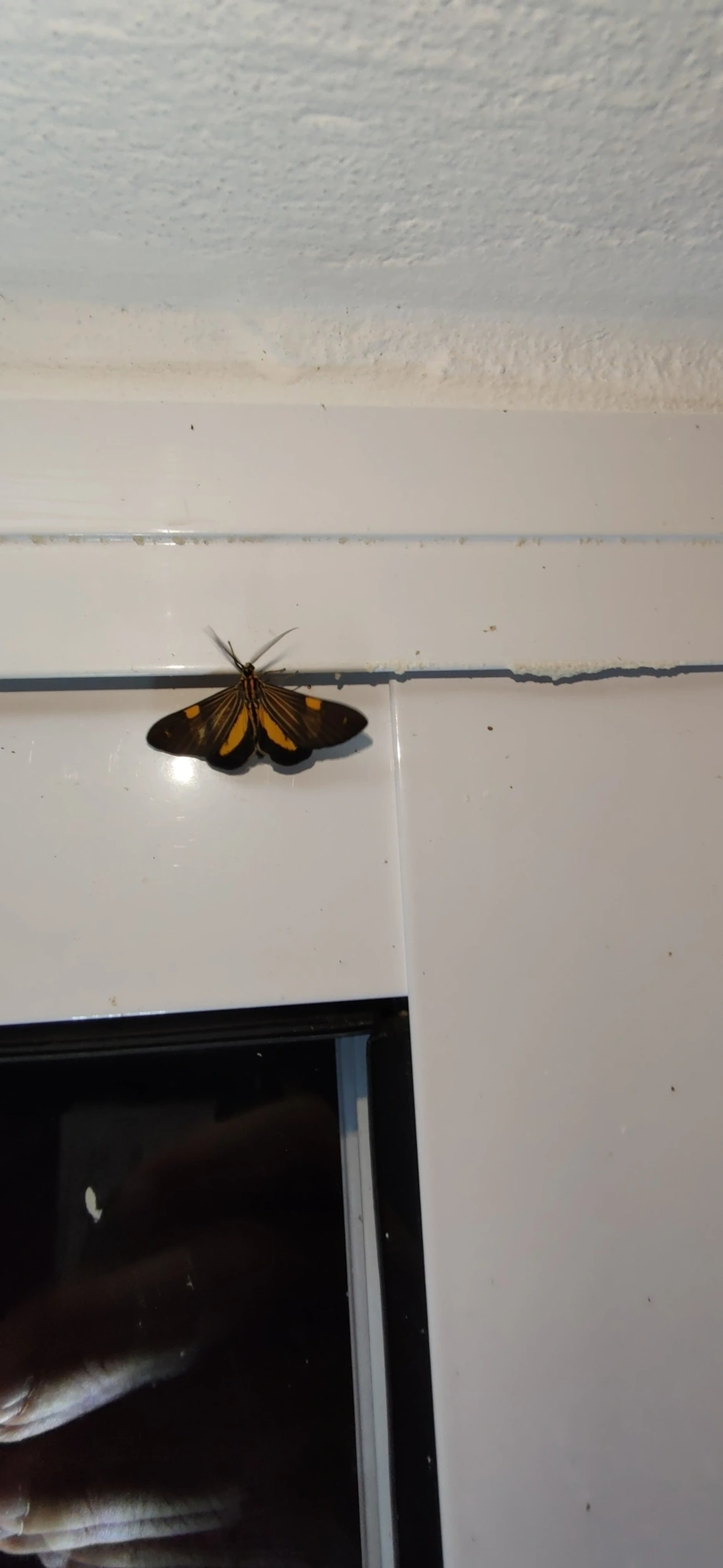 Phaeochlaena lampra, insetos, fotografado em Maresias, São Sebastião