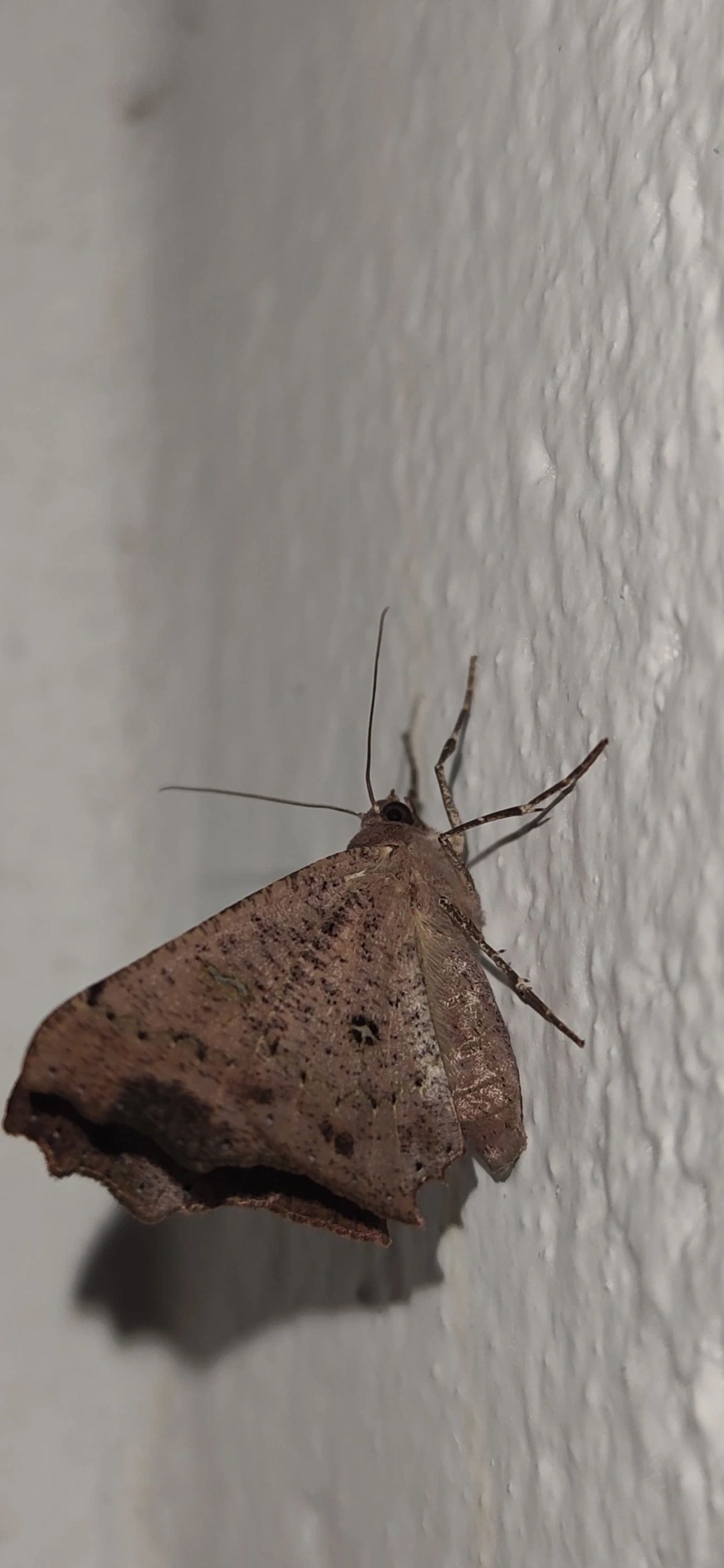Ennominae, insetos, fotografado em São Sebastião