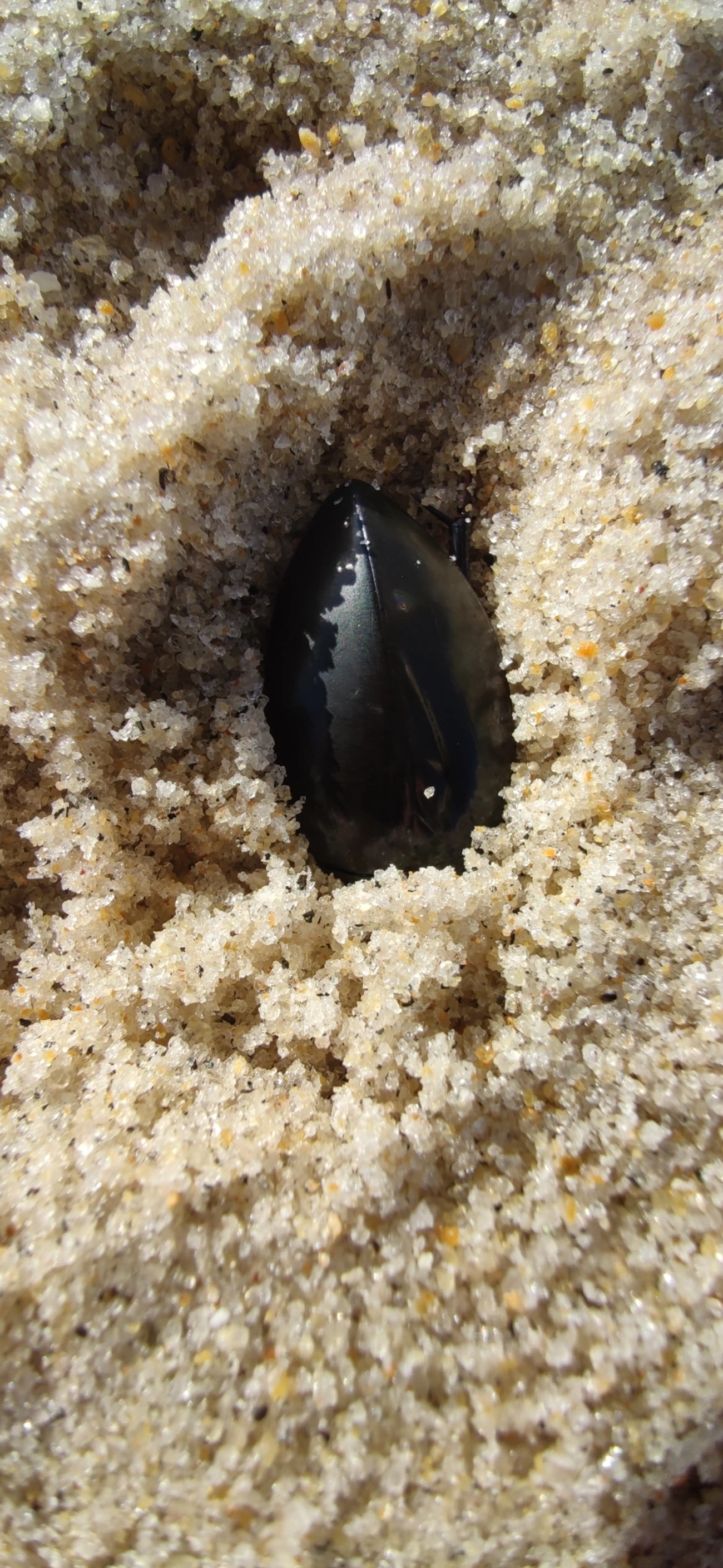 Hydrophilus, insetos, fotografado em Maresias, São Sebastião