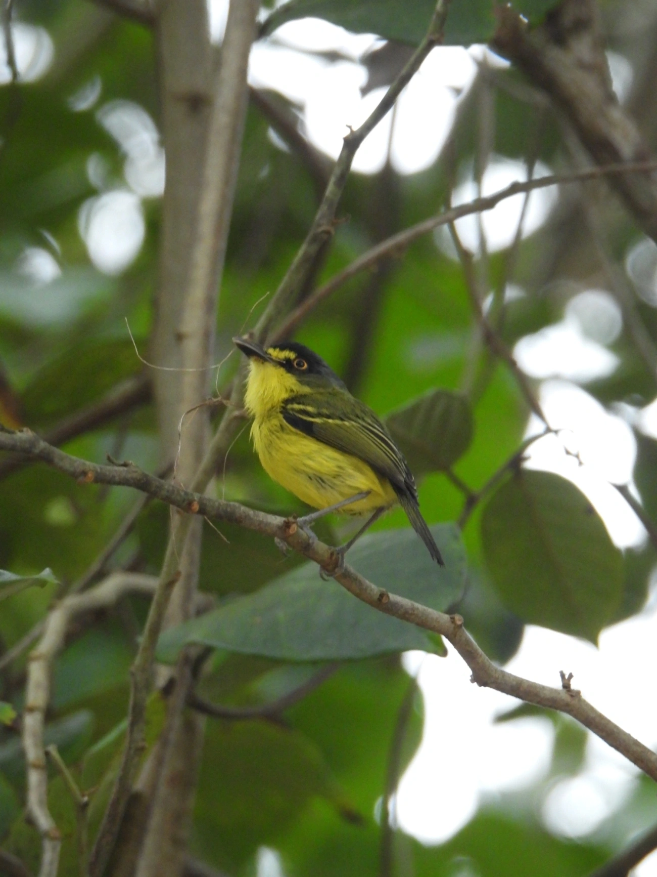 Teque-teque (Todirostrum poliocephalum), aves, fotografado em Maresias, São Sebastião