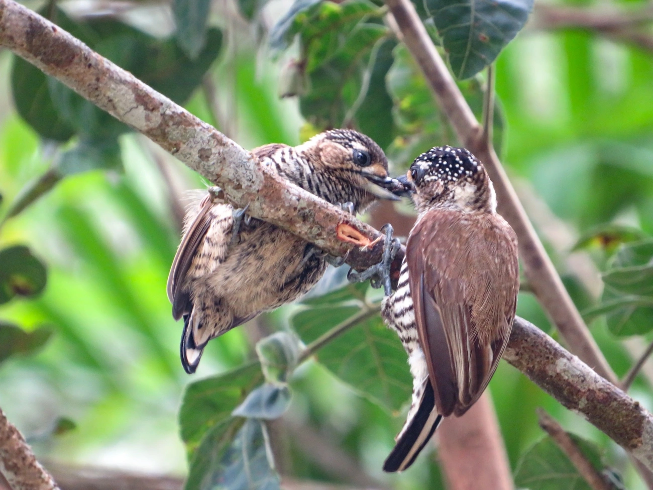 Pica-pau-anão-barrado (Picumnus cirratus), aves, fotografado em Maresias, São Sebastião