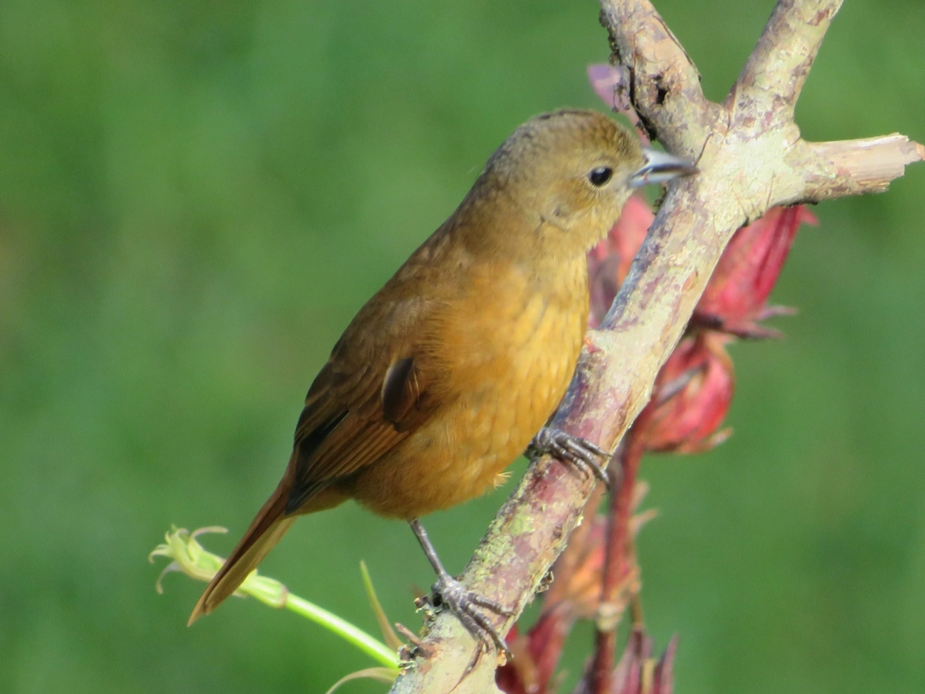 Tiê-preto (Tachyphonus coronatus), aves, fotografado em Maresias, São Sebastião