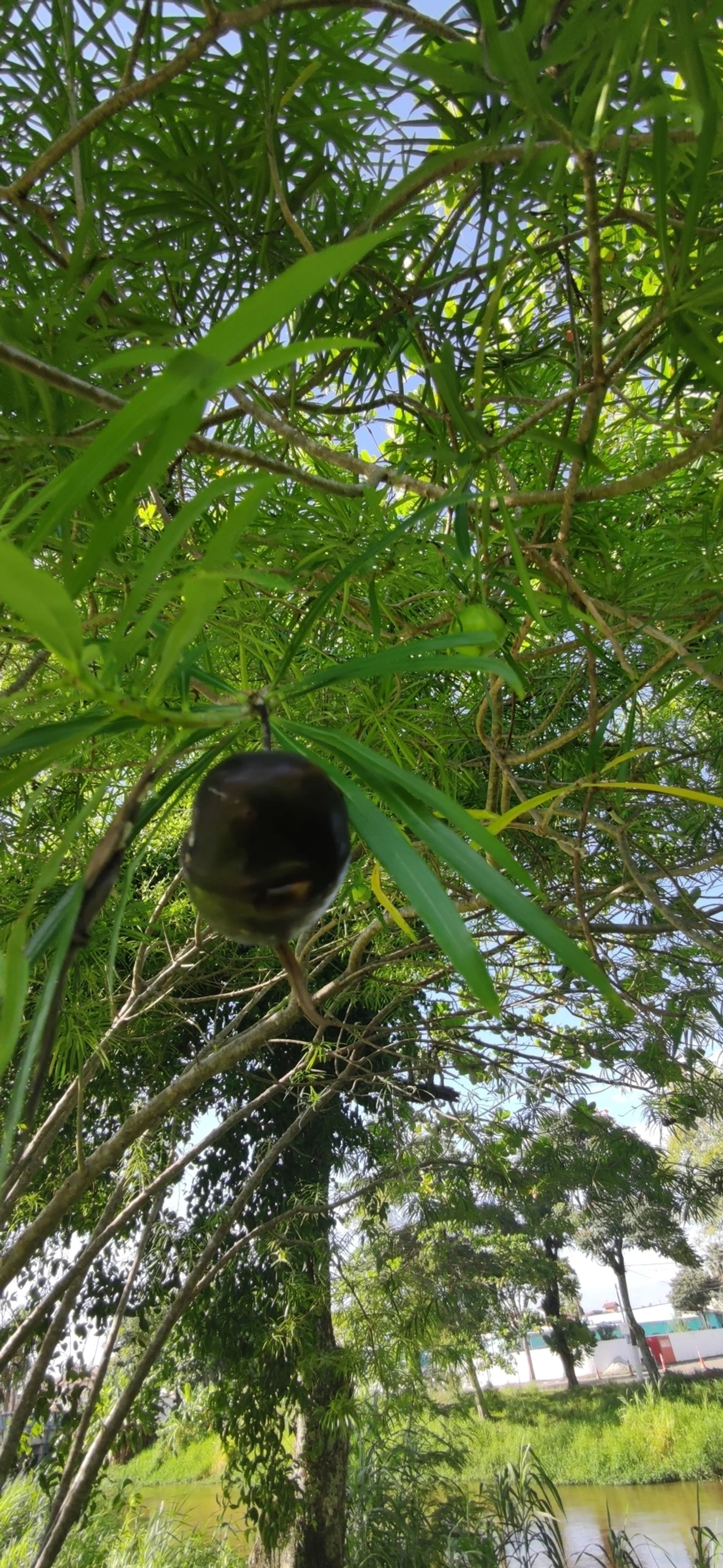 Chapéu-de-Napoleão (Cascabela thevetia), plantas, fotografado em Indaiá, Caraguatatuba