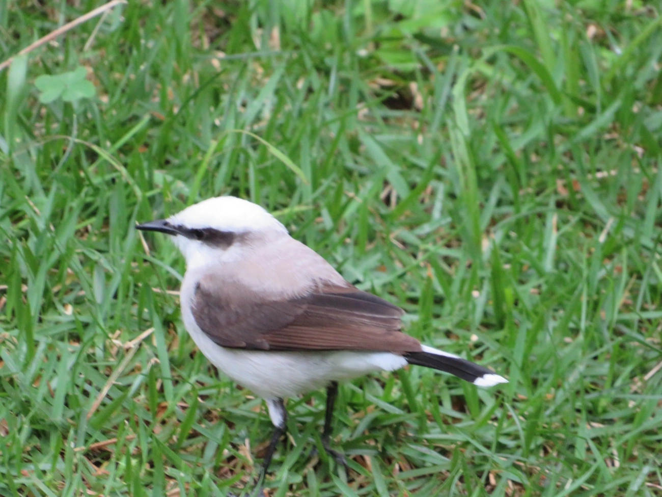Lavadeira-mascarada (Fluvicola nengeta), aves, fotografado em Maresias, São Sebastião