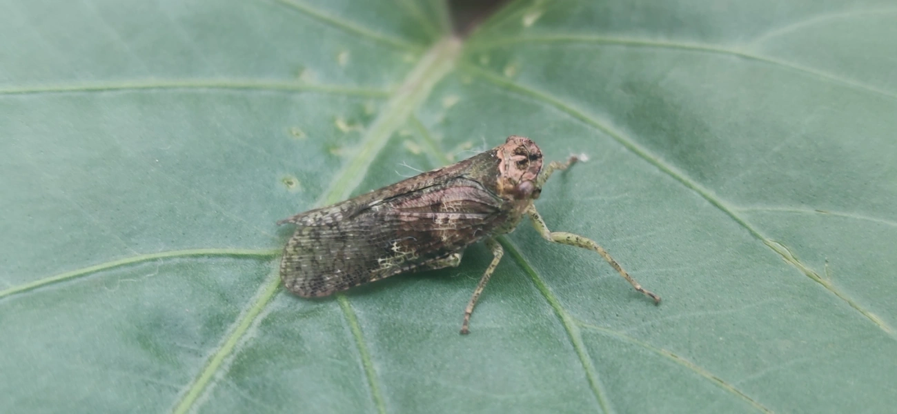 Calyptoproctus, insetos, fotografado em Maresias, São Sebastião