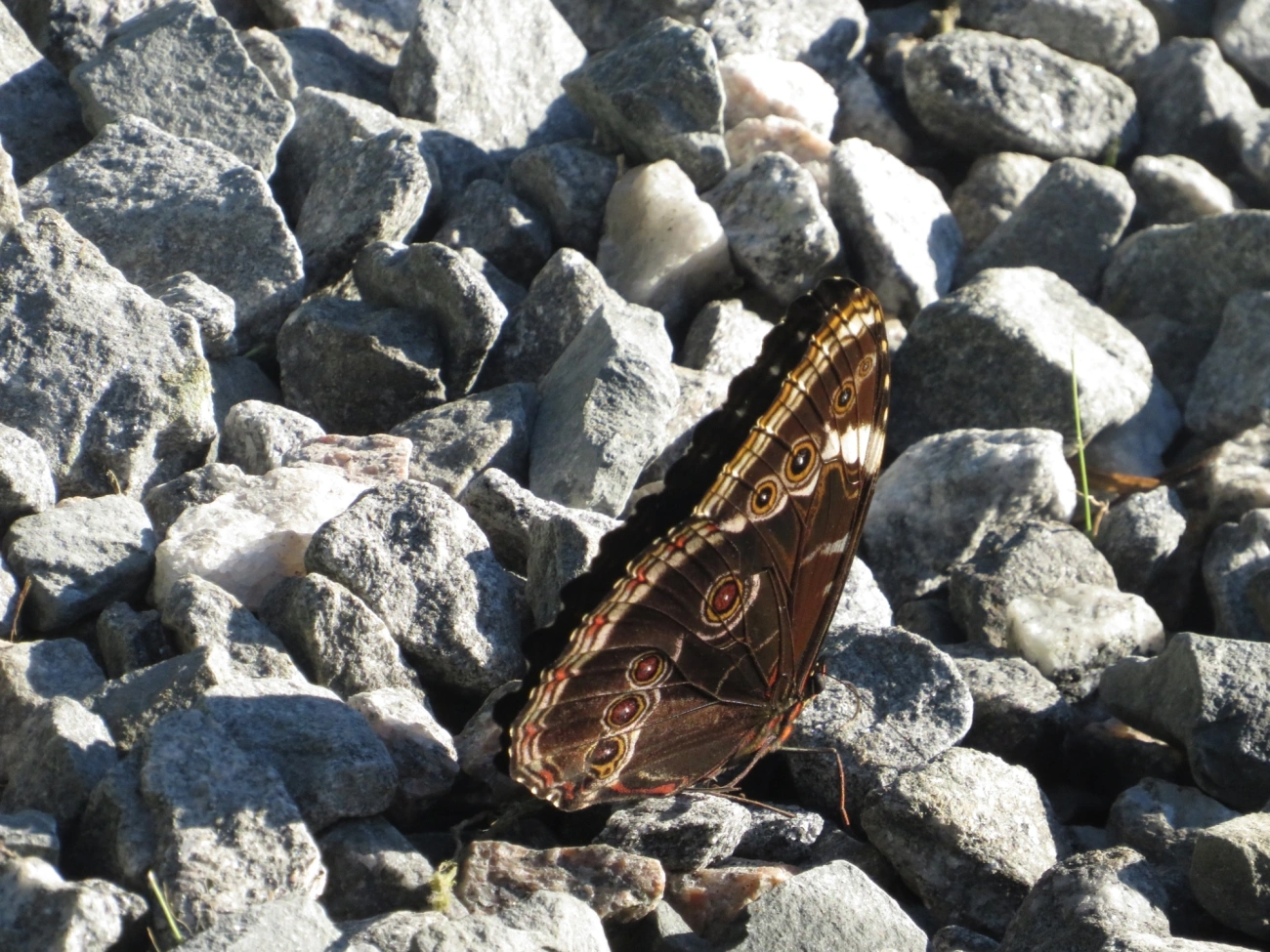 Capitão-do-mato (Morpho helenor), insetos, fotografado em Maresias, São Sebastião