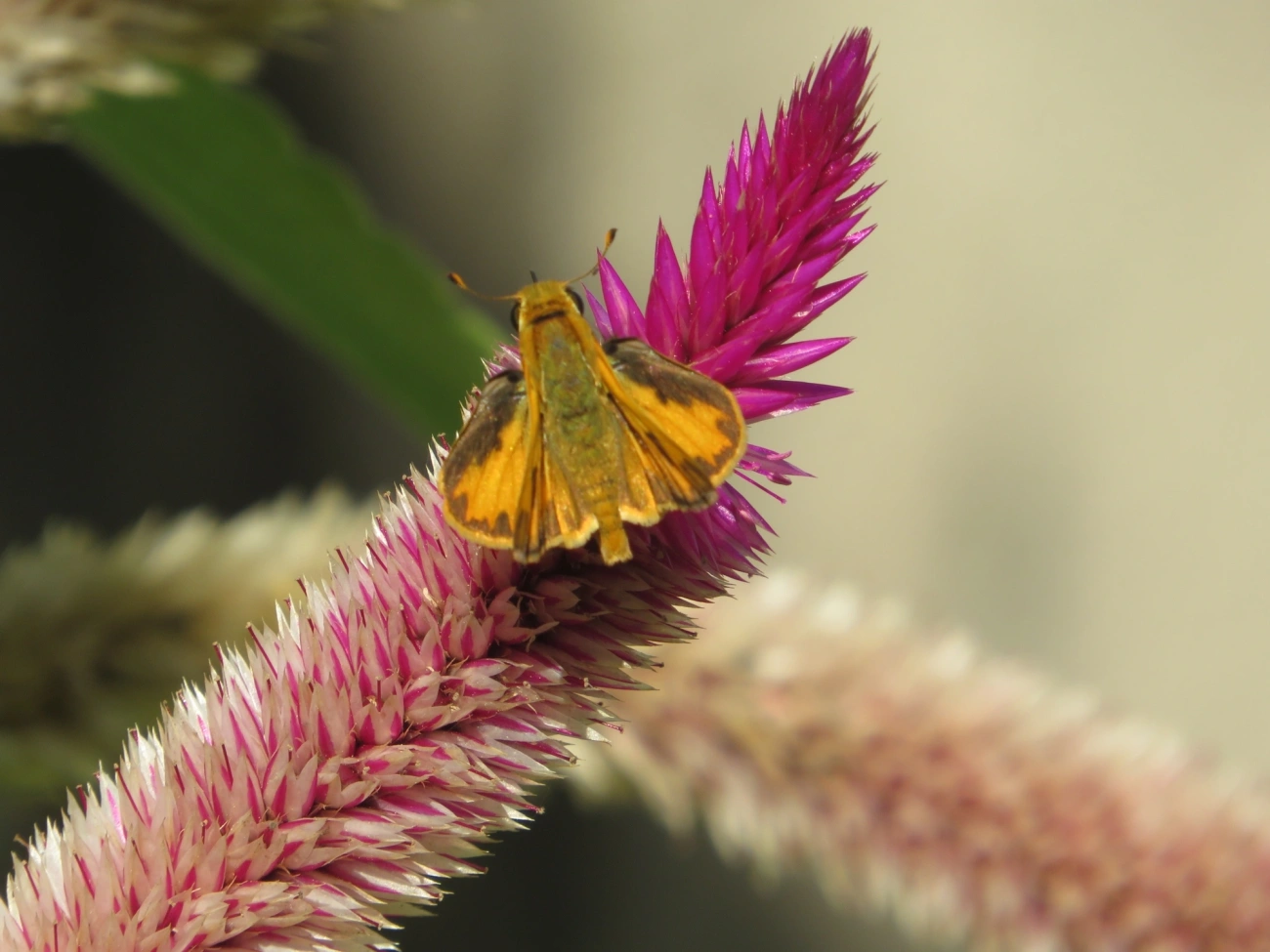 Hylephila phyleus, insetos, fotografado em Maresias, São Sebastião
